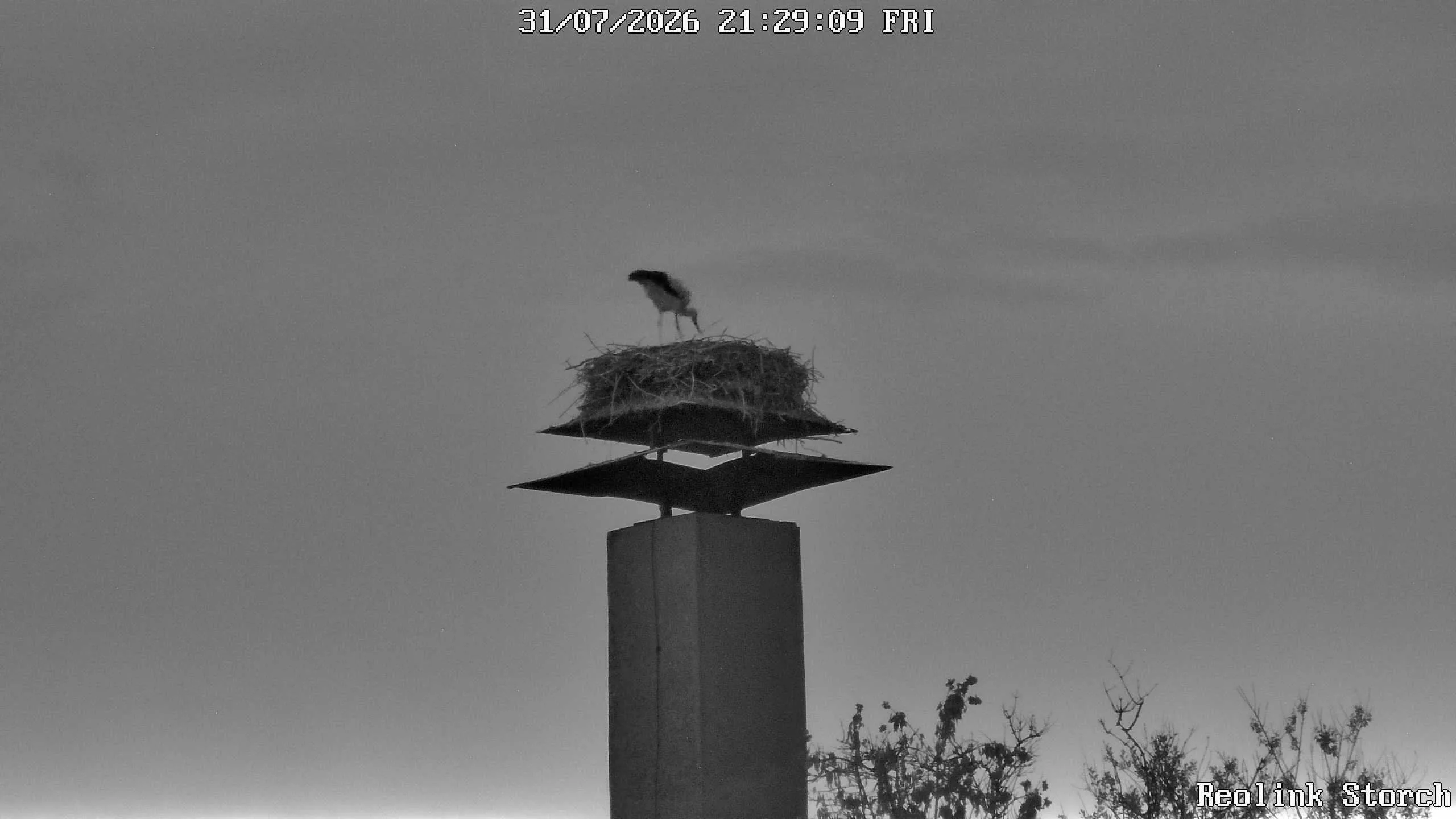 Storchencam Bild