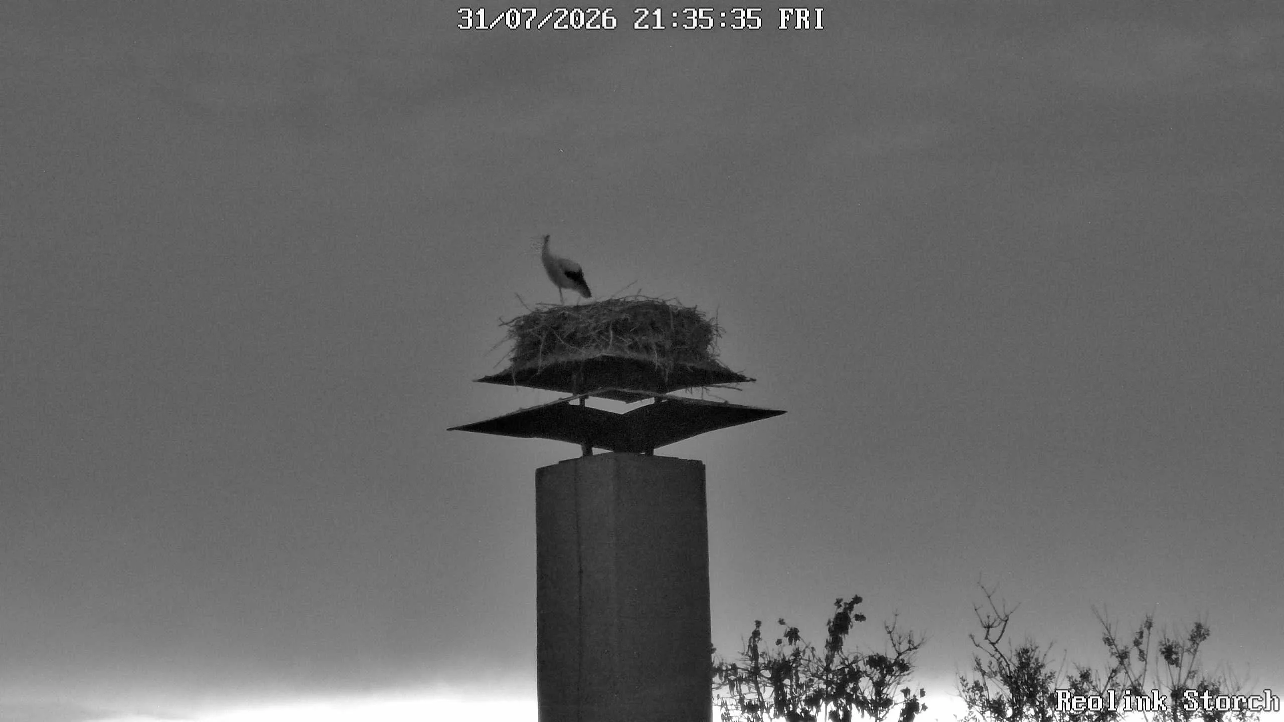 Storchencam Bild