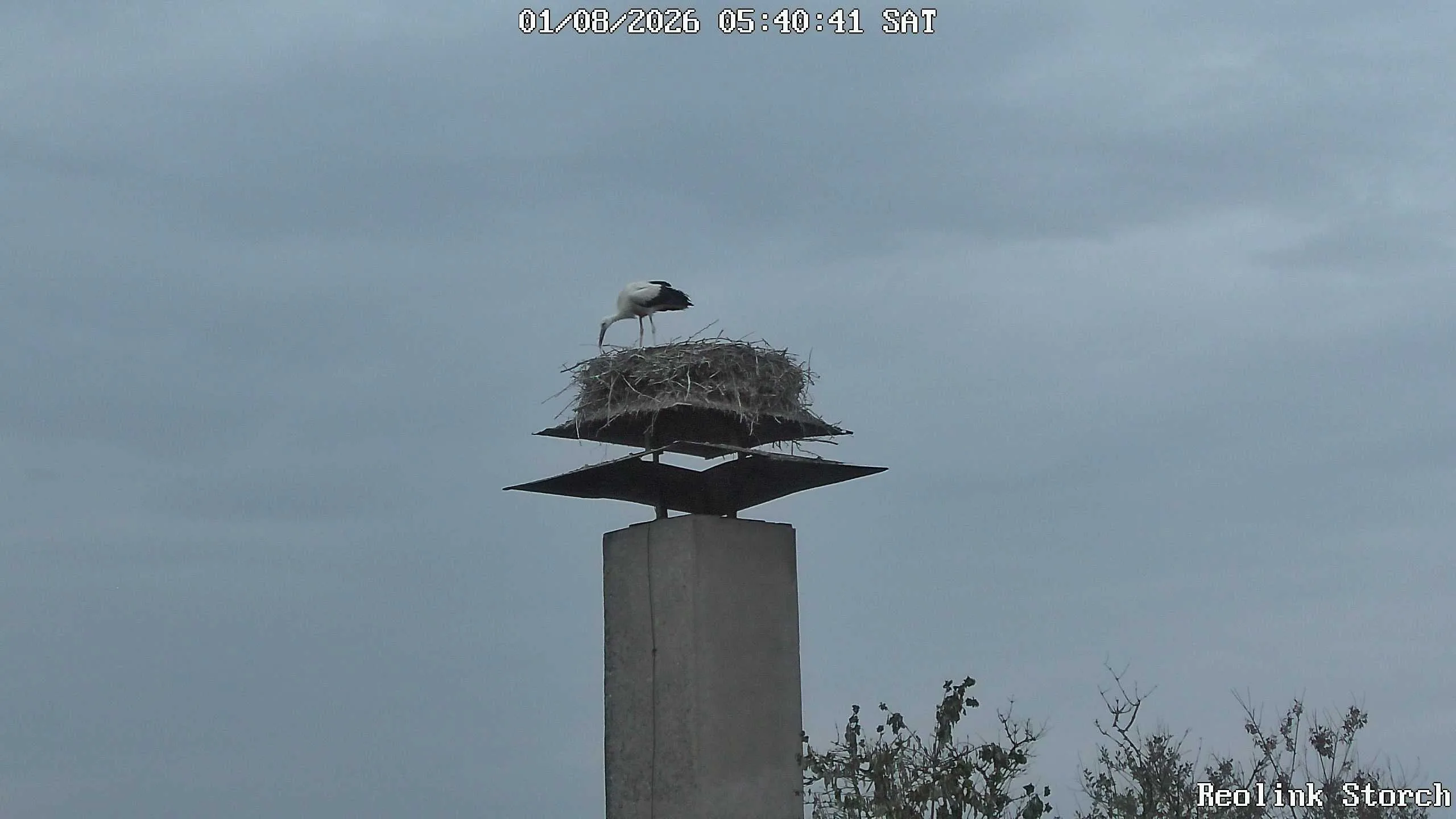 Storchencam Bild