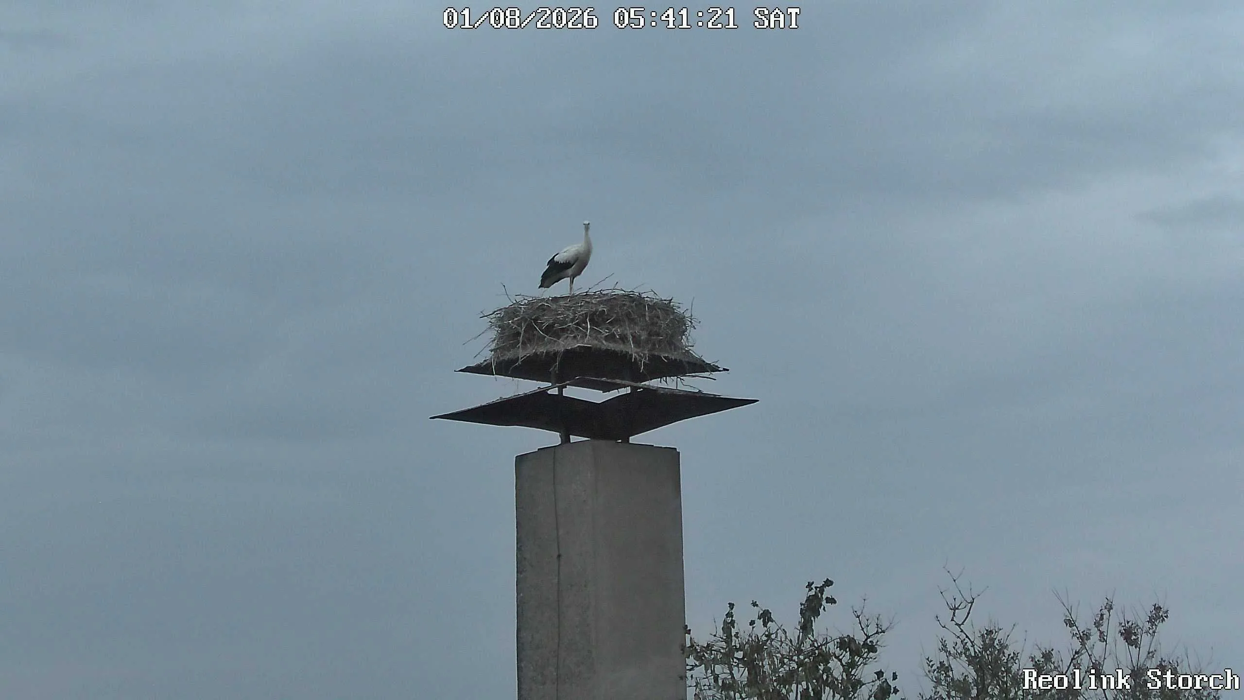 Storchencam Bild