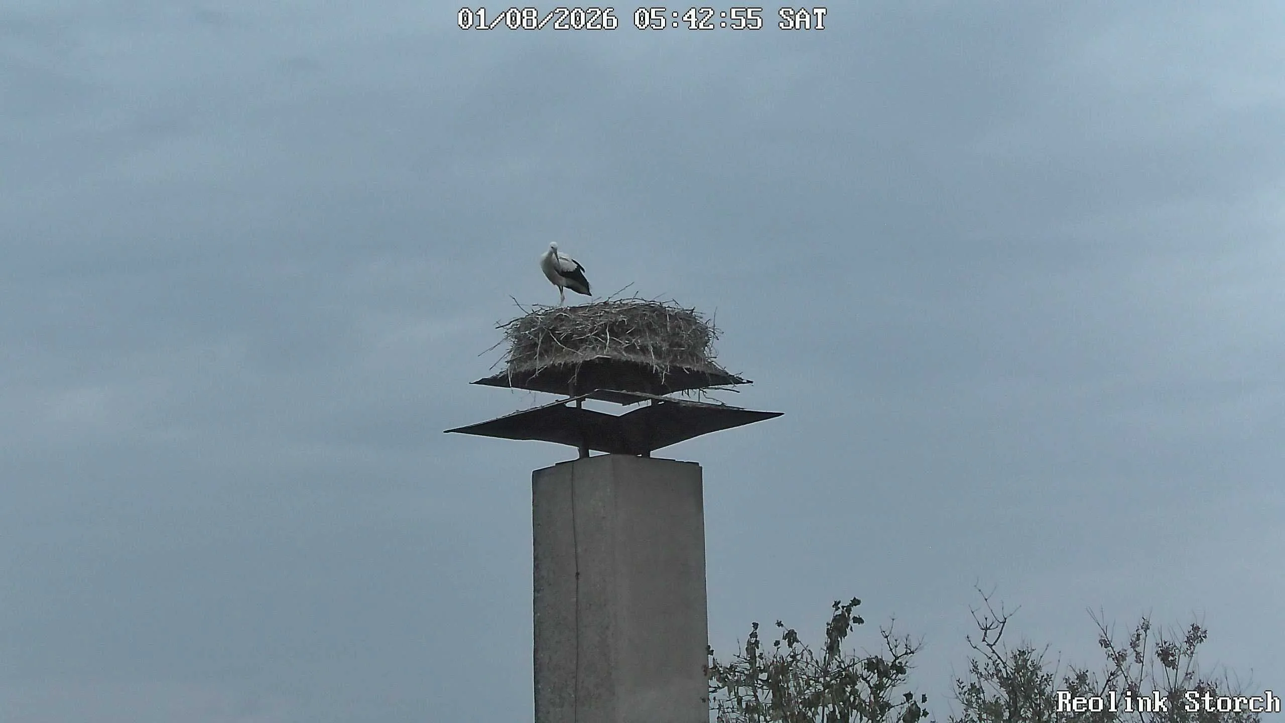 Storchencam Bild