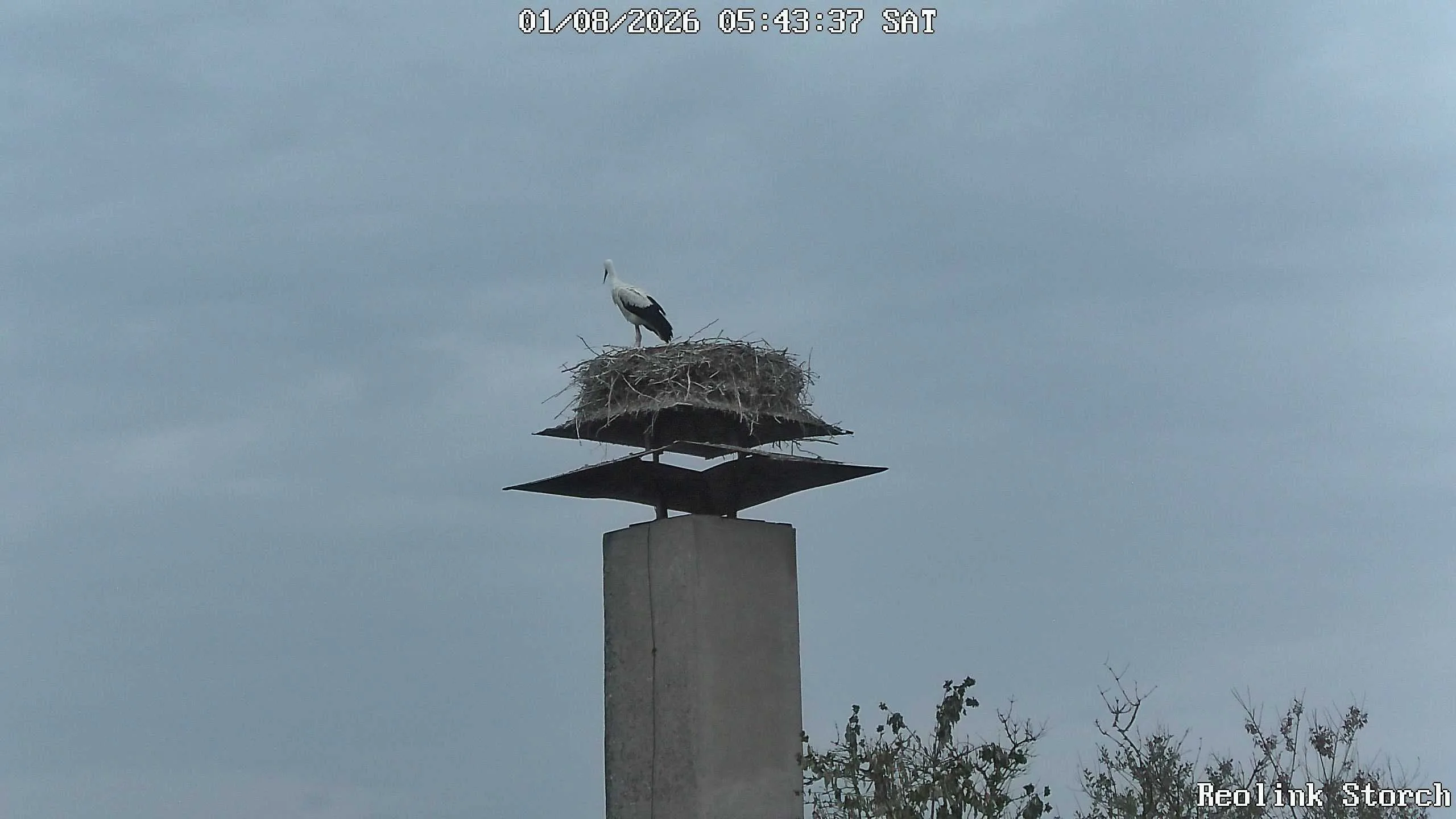 Storchencam Bild