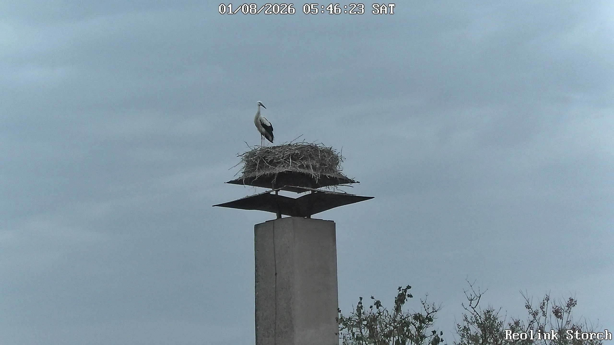 Storchencam Bild
