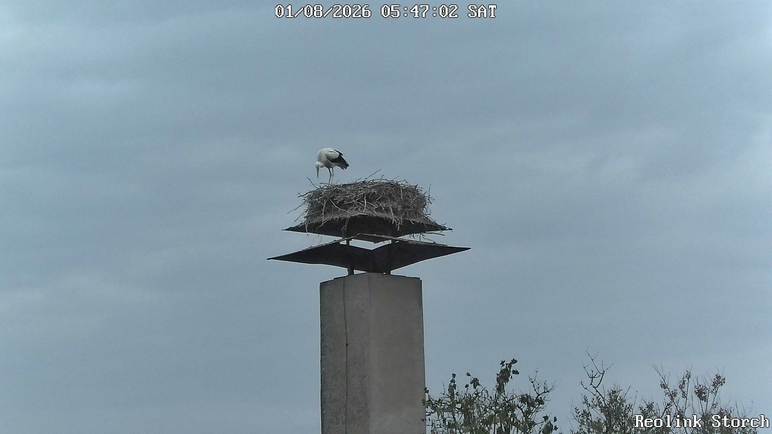 Storchencam Bild