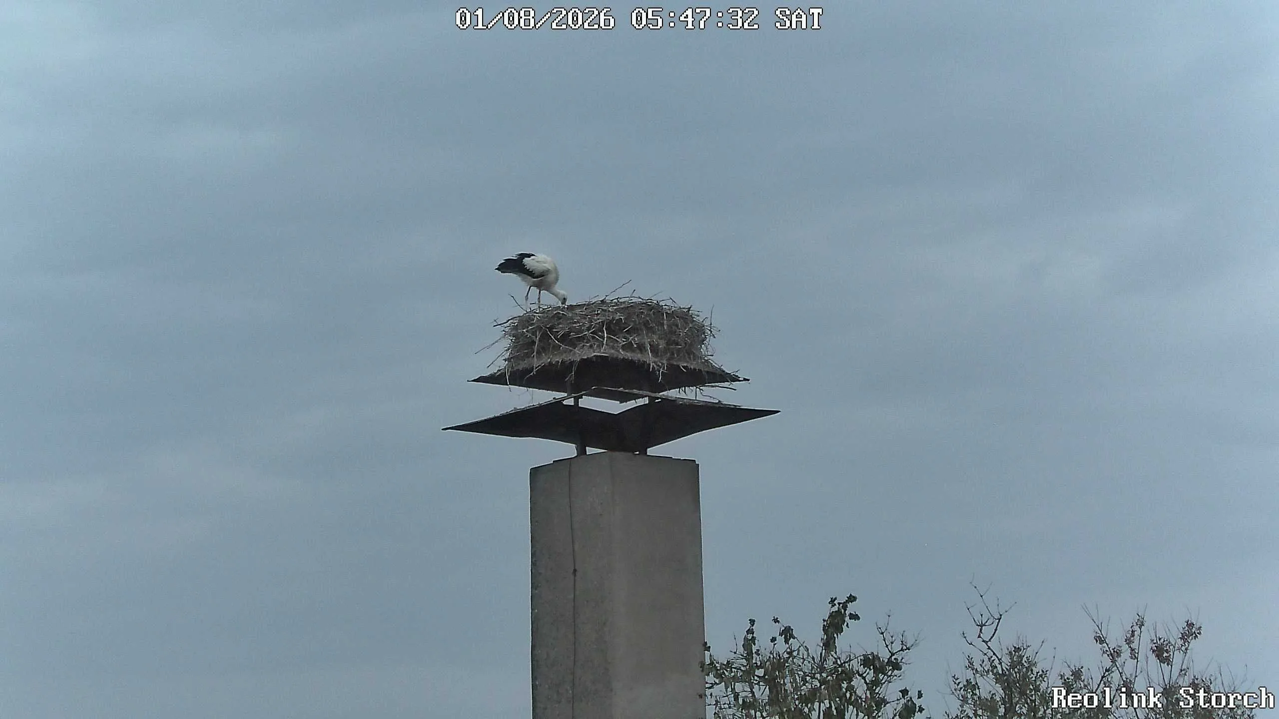 Storchencam Bild