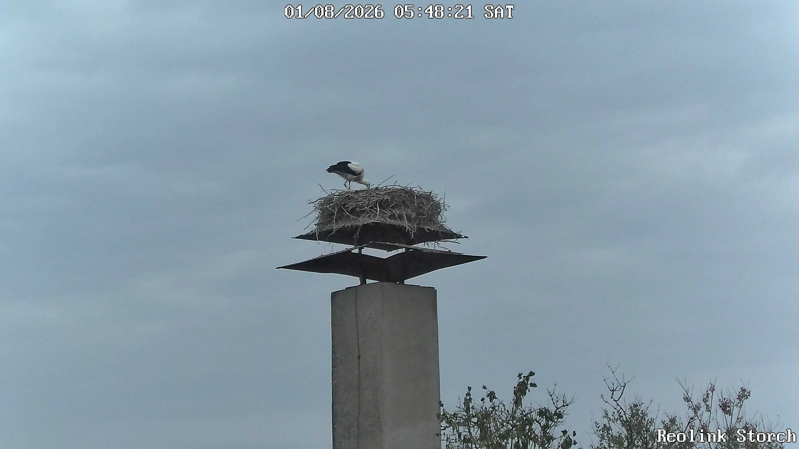 Storchencam Bild