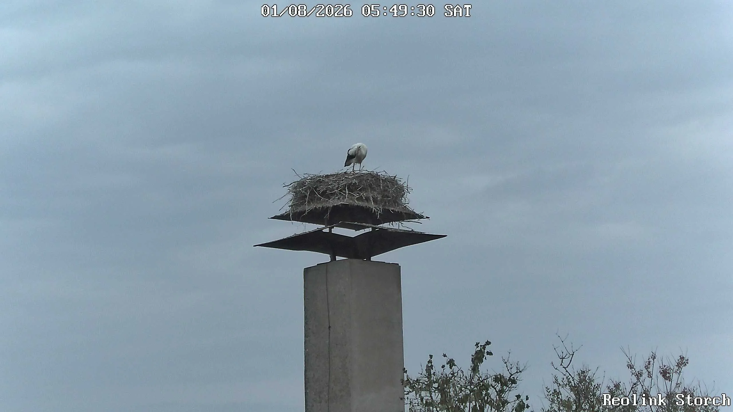 Storchencam Bild