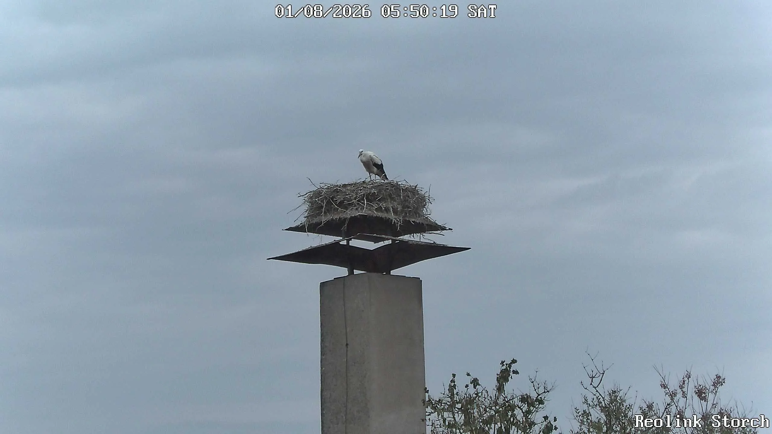 Storchencam Bild