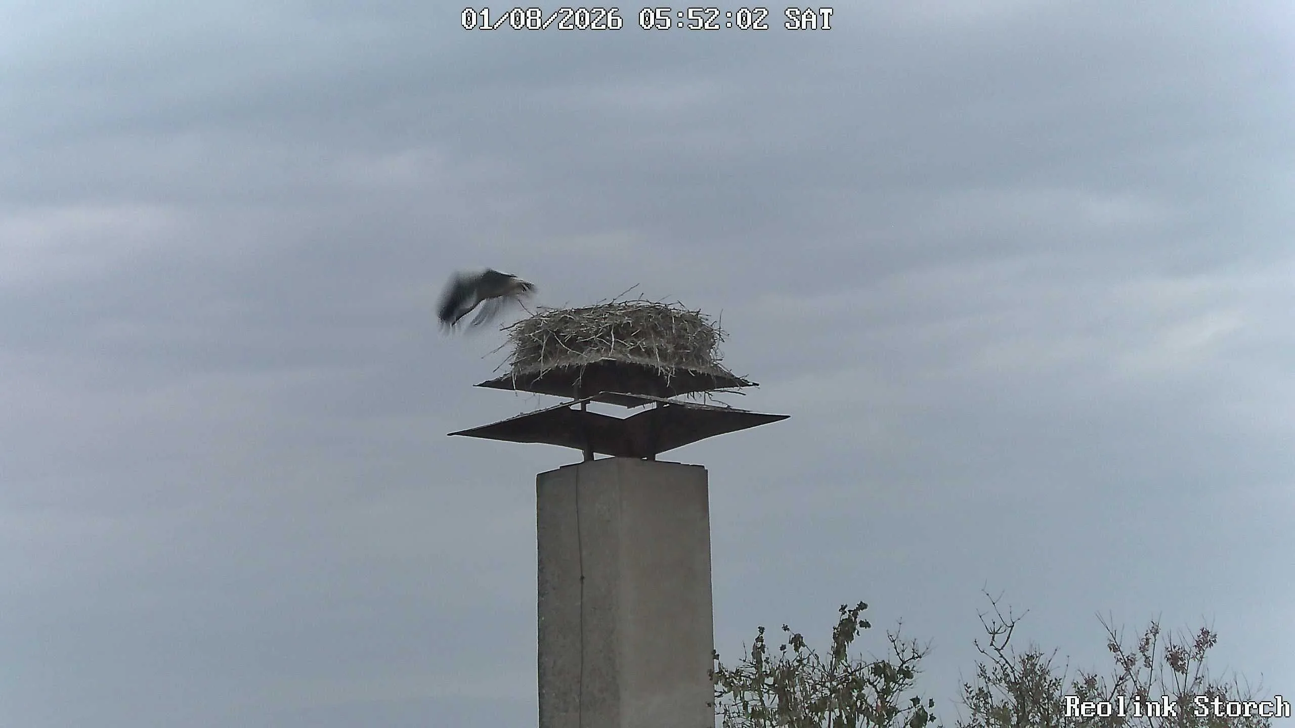 Storchencam Bild