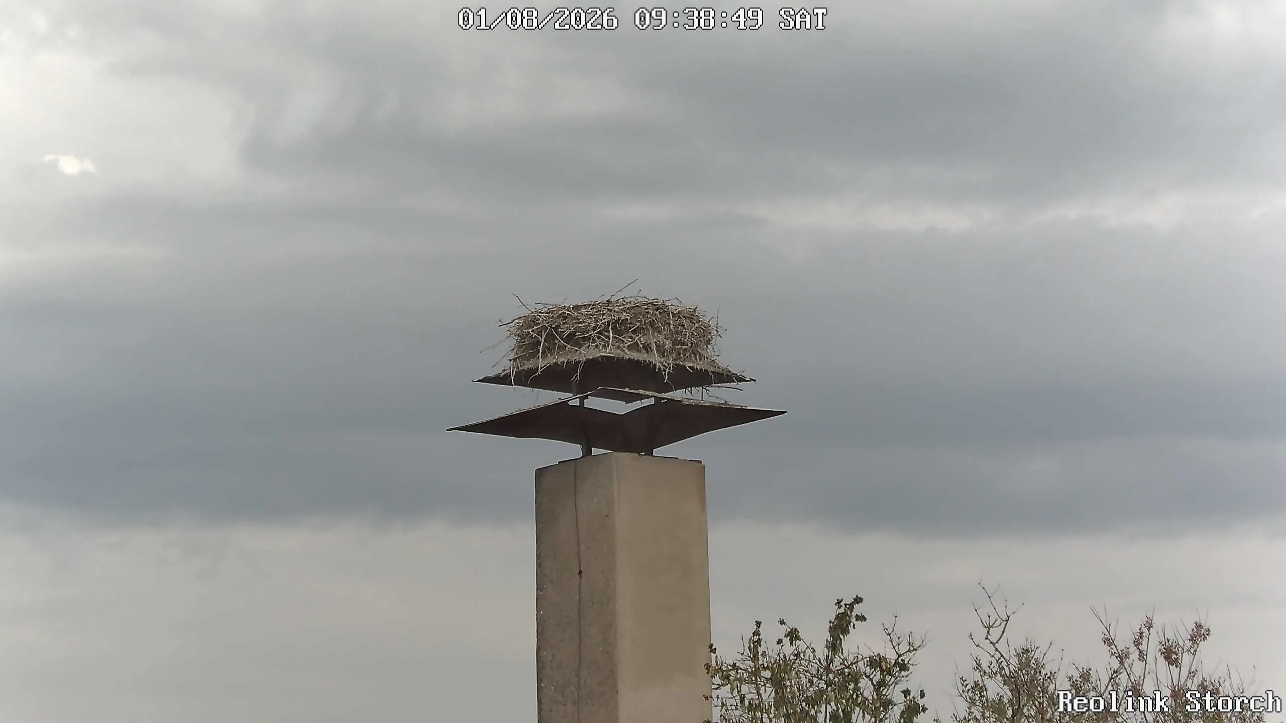 Storchencam Bild