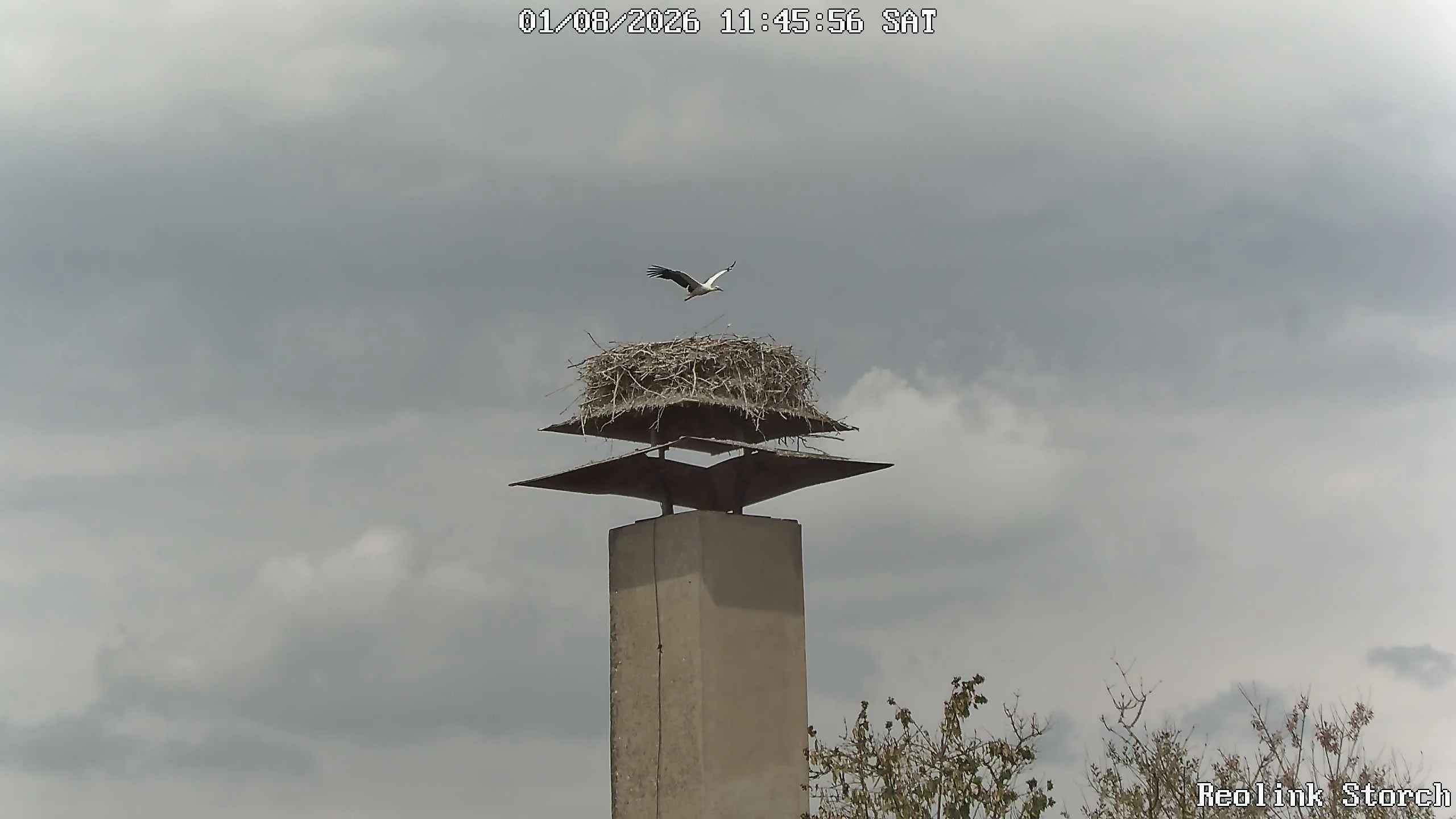 Storchencam Bild