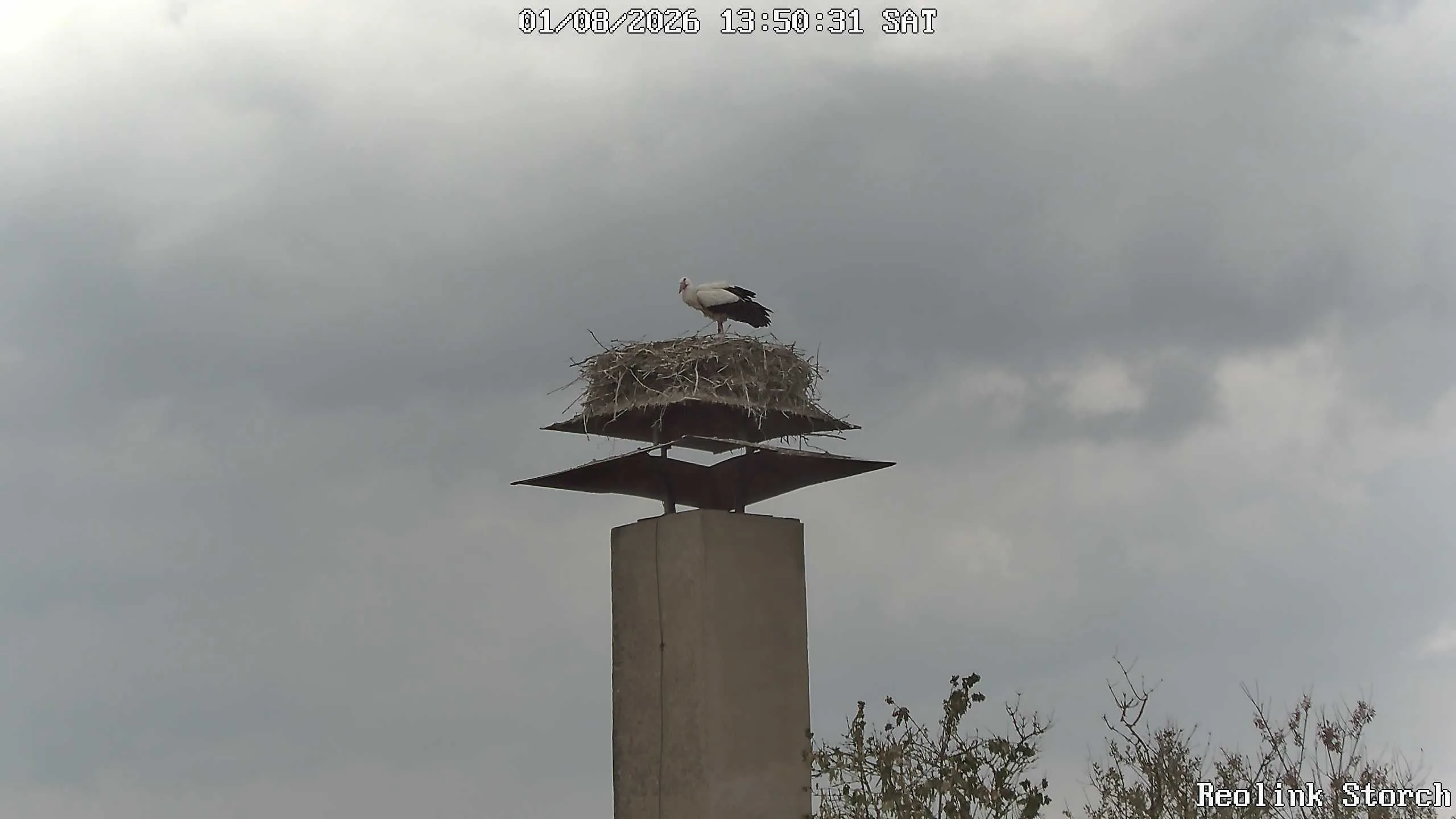 Storchencam Bild