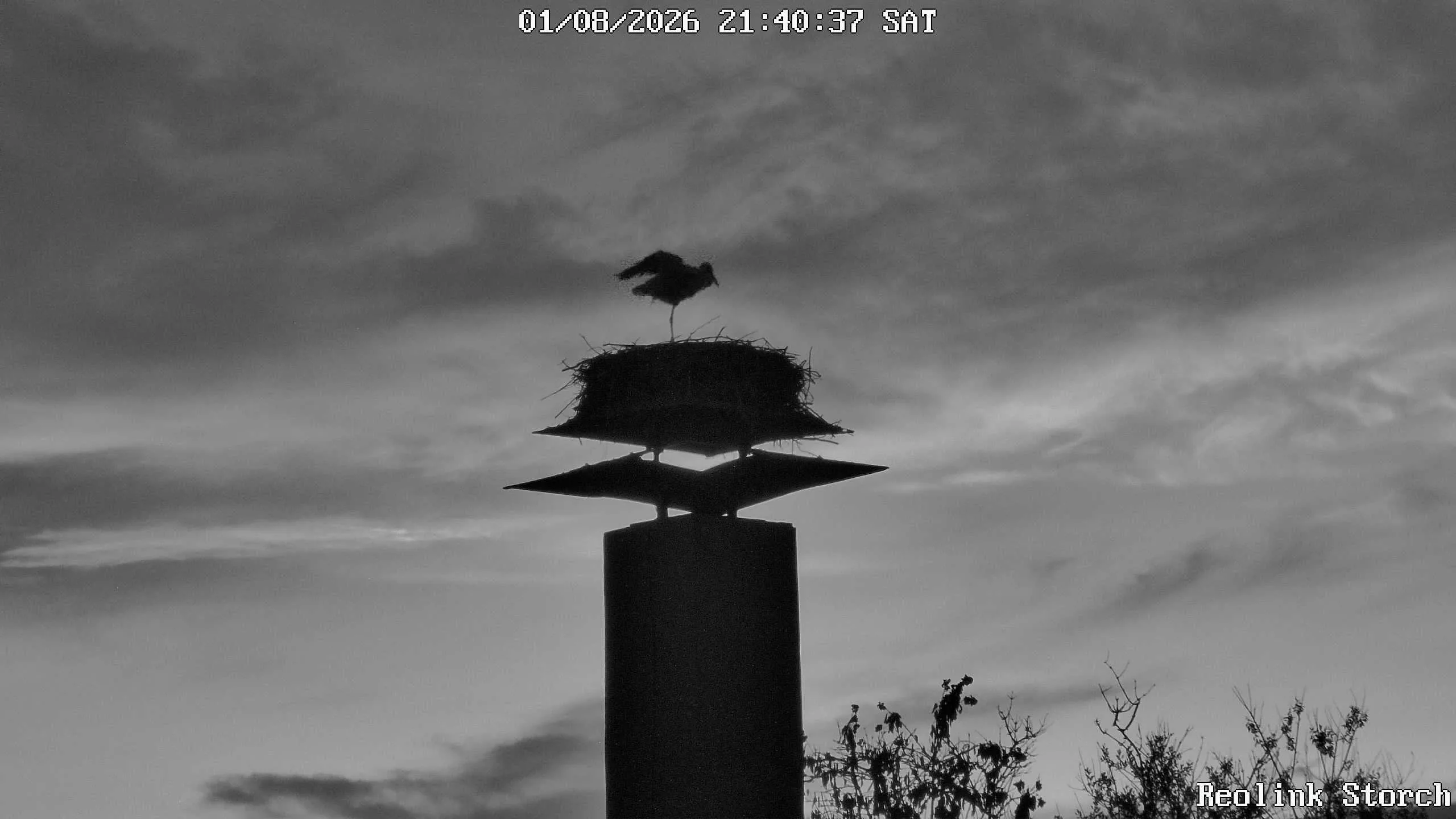 Storchencam Bild