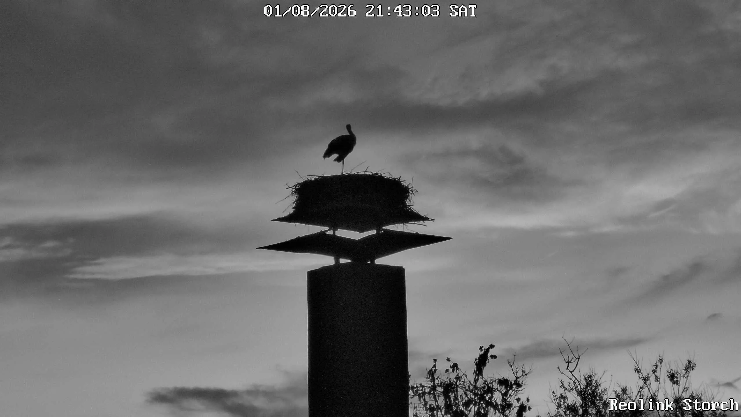 Storchencam Bild