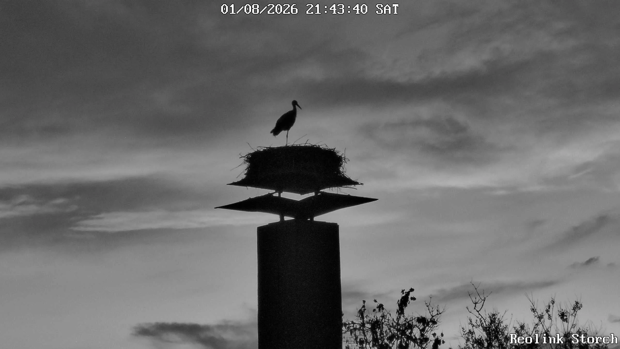 Storchencam Bild