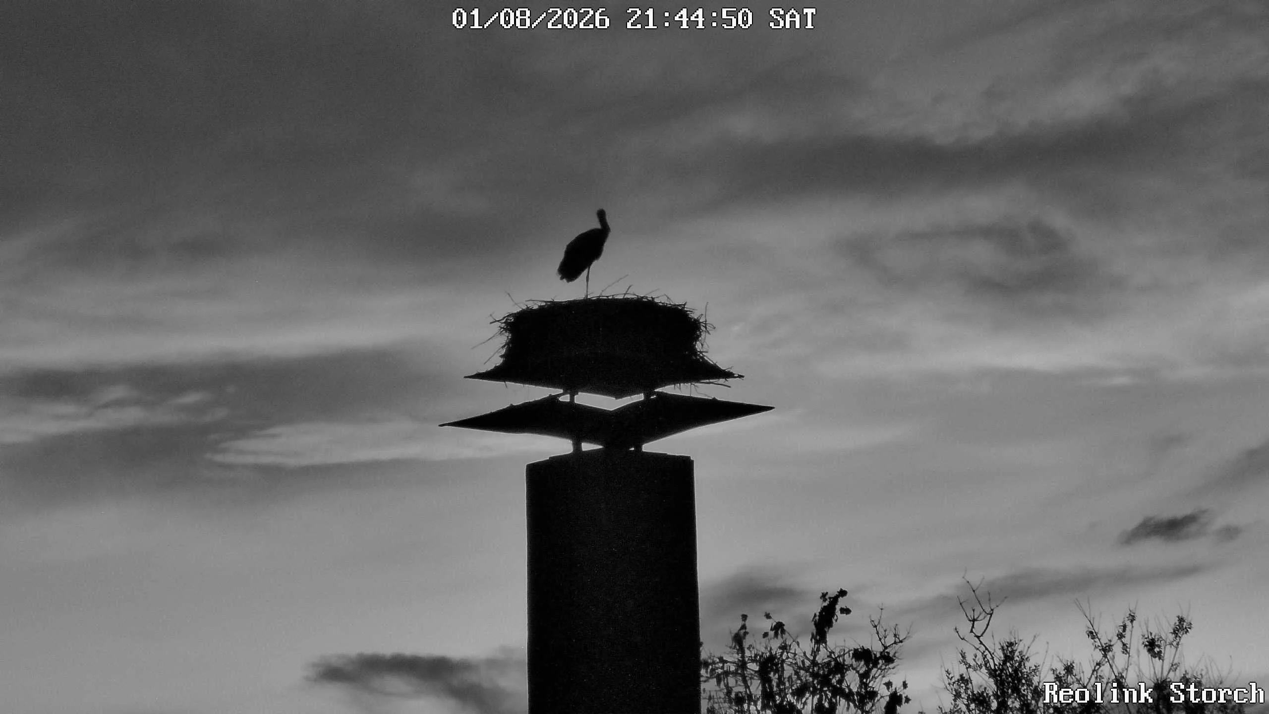Storchencam Bild