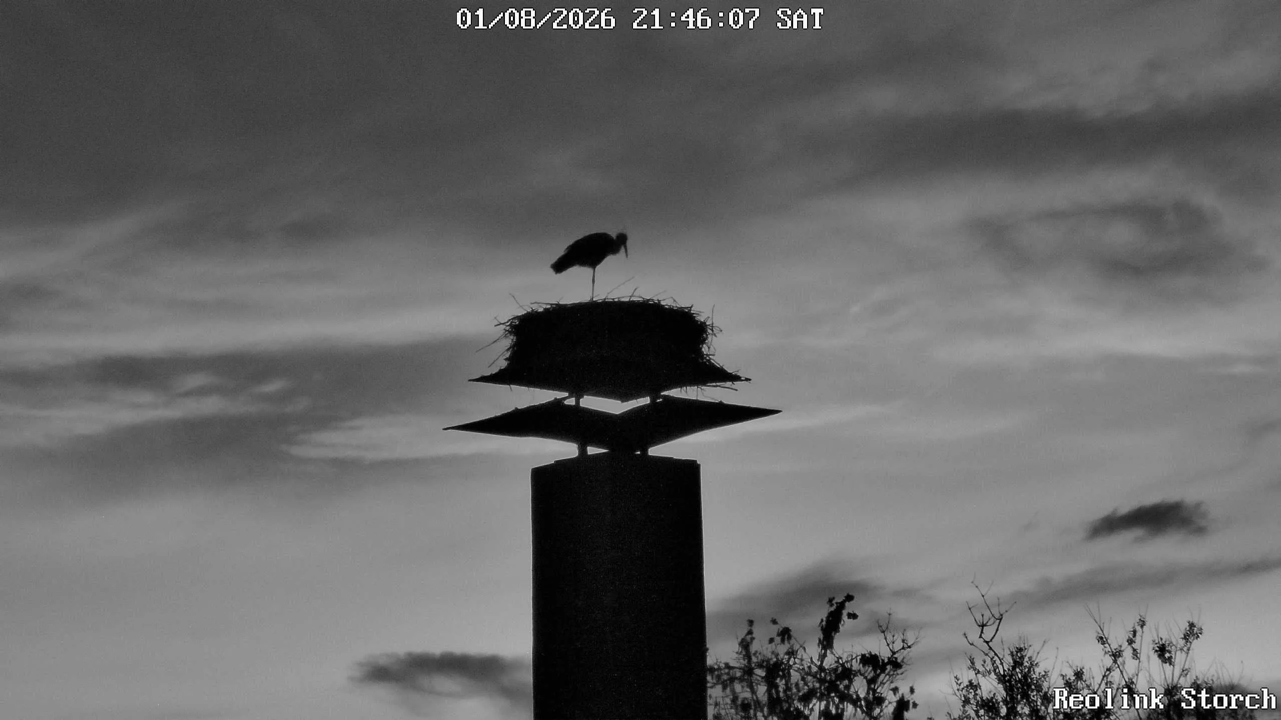 Storchencam Bild