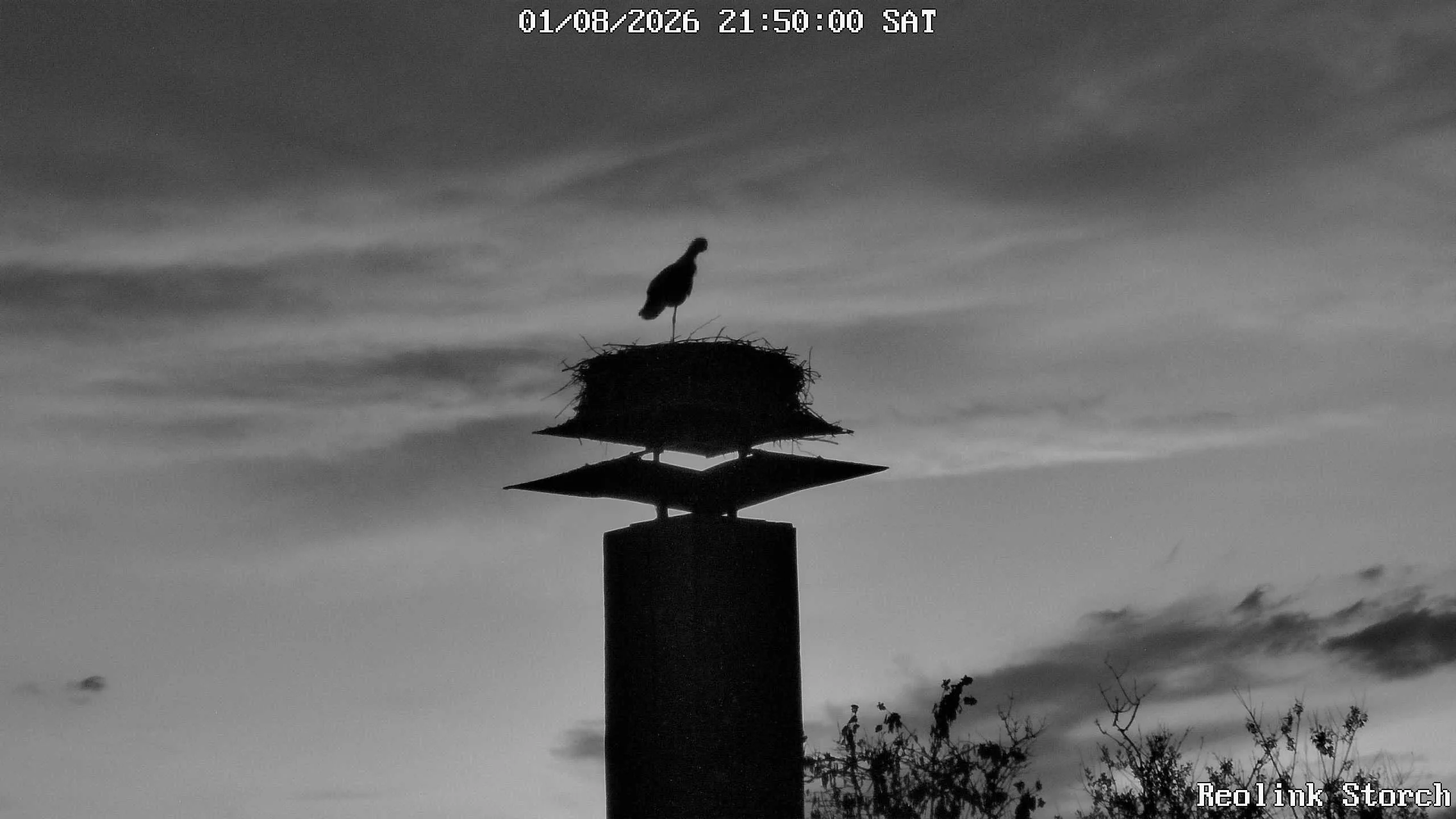 Storchencam Bild