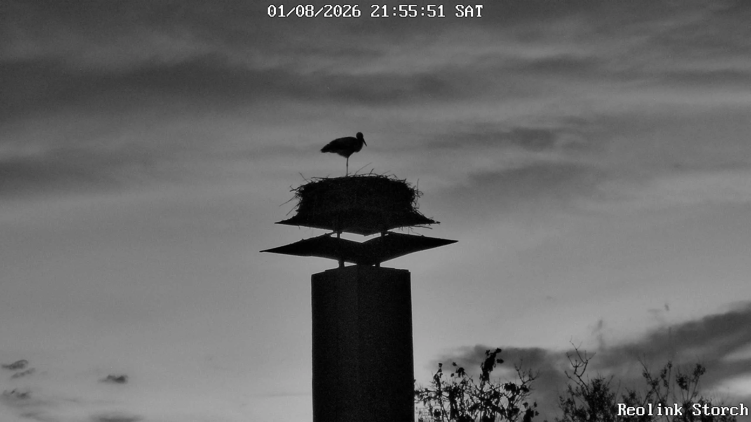 Storchencam Bild