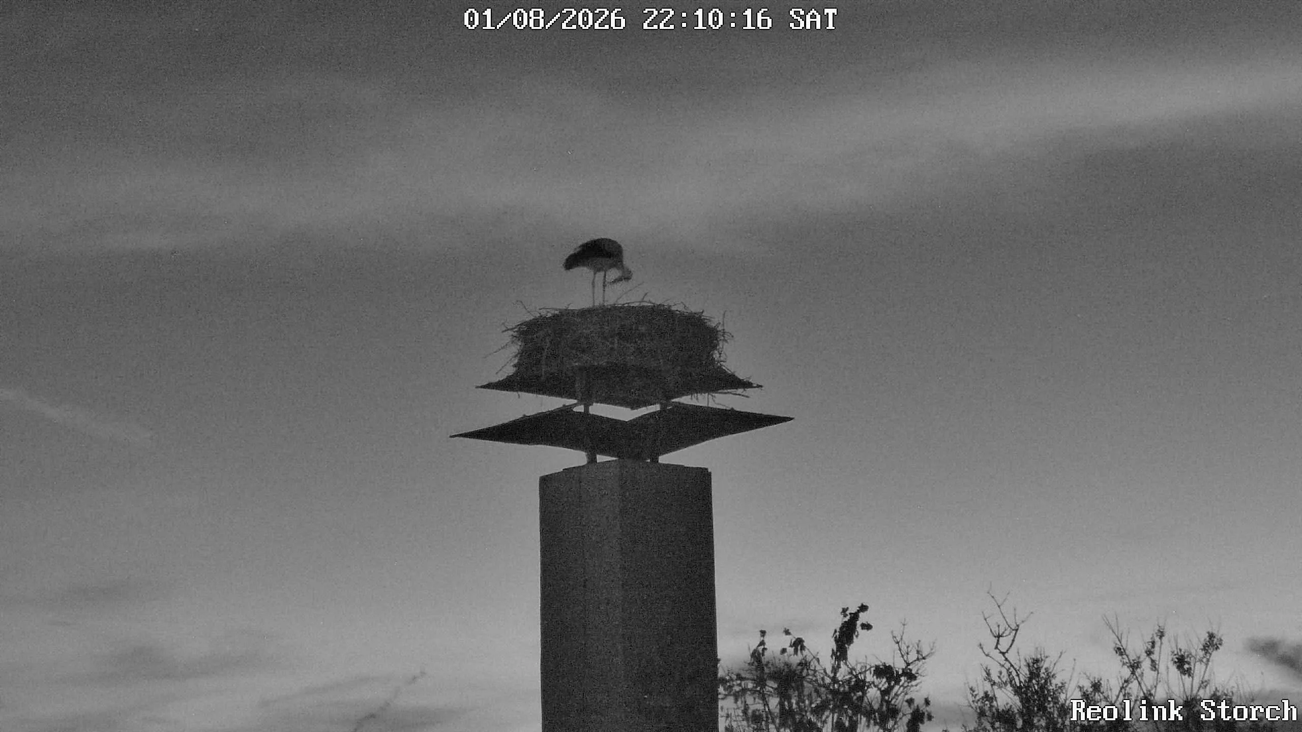 Storchencam Bild