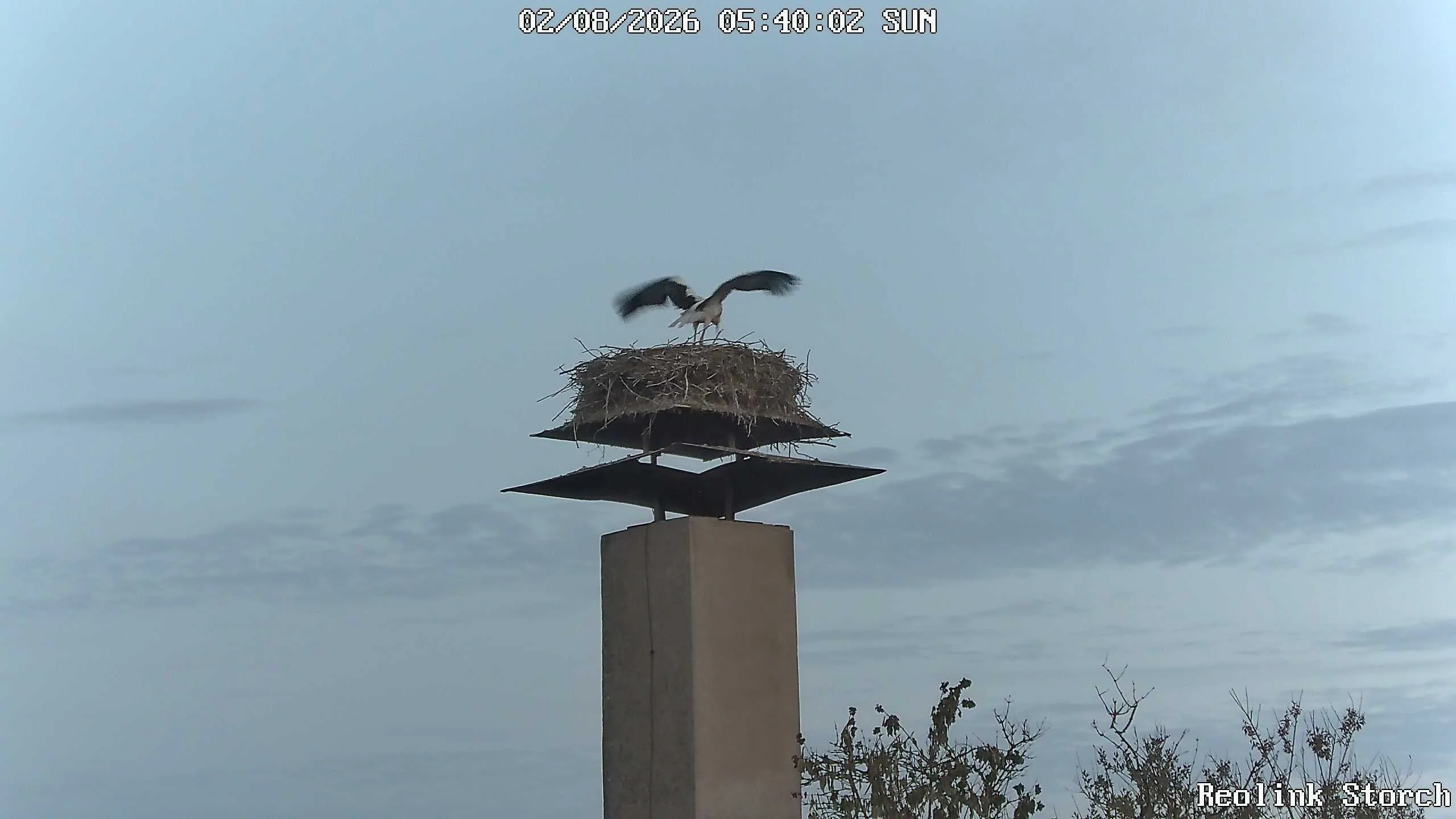Storchencam Bild