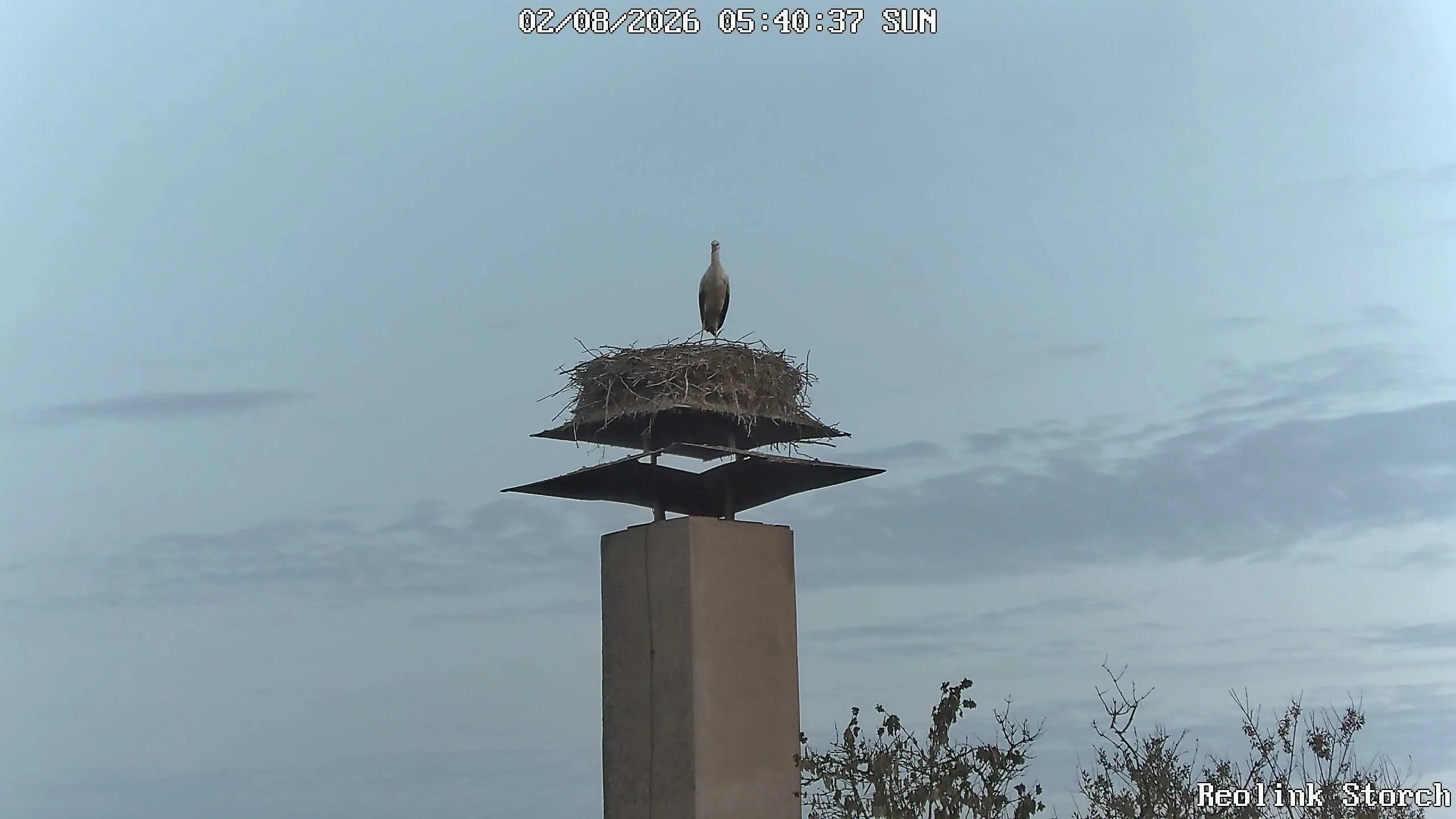 Storchencam Bild