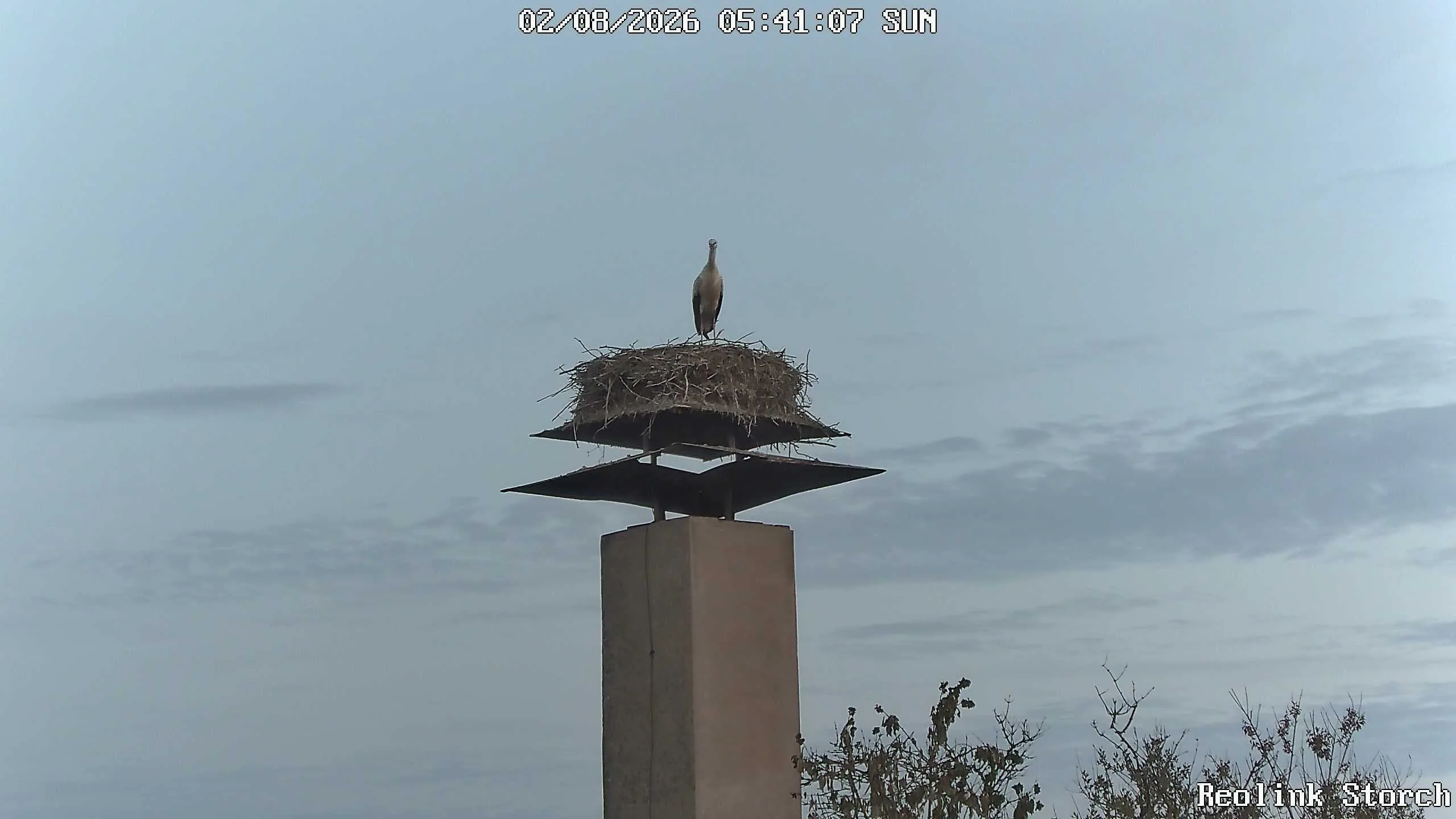 Storchencam Bild