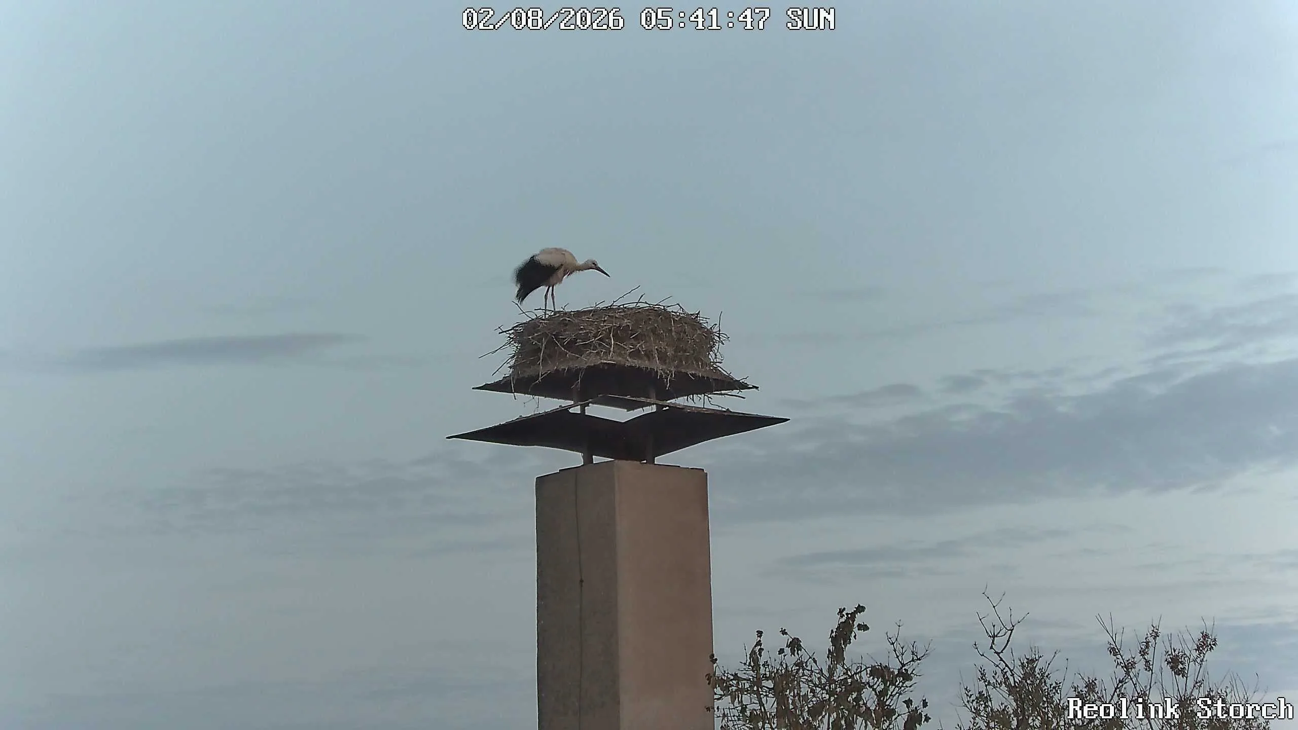 Storchencam Bild