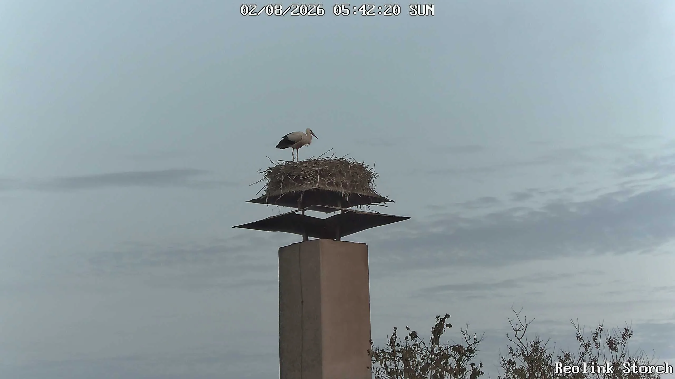 Storchencam Bild