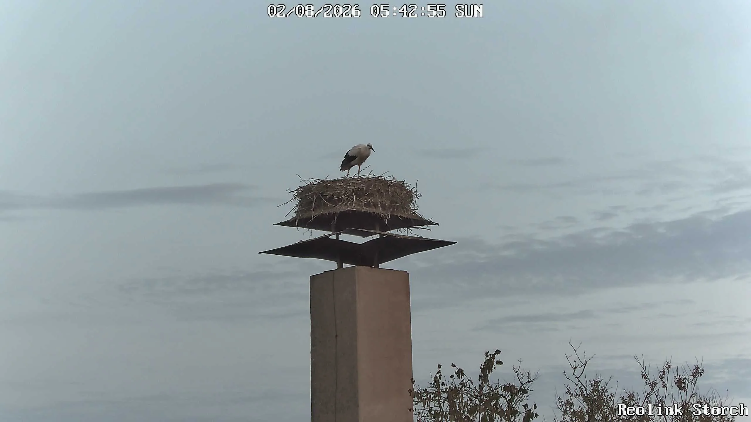 Storchencam Bild