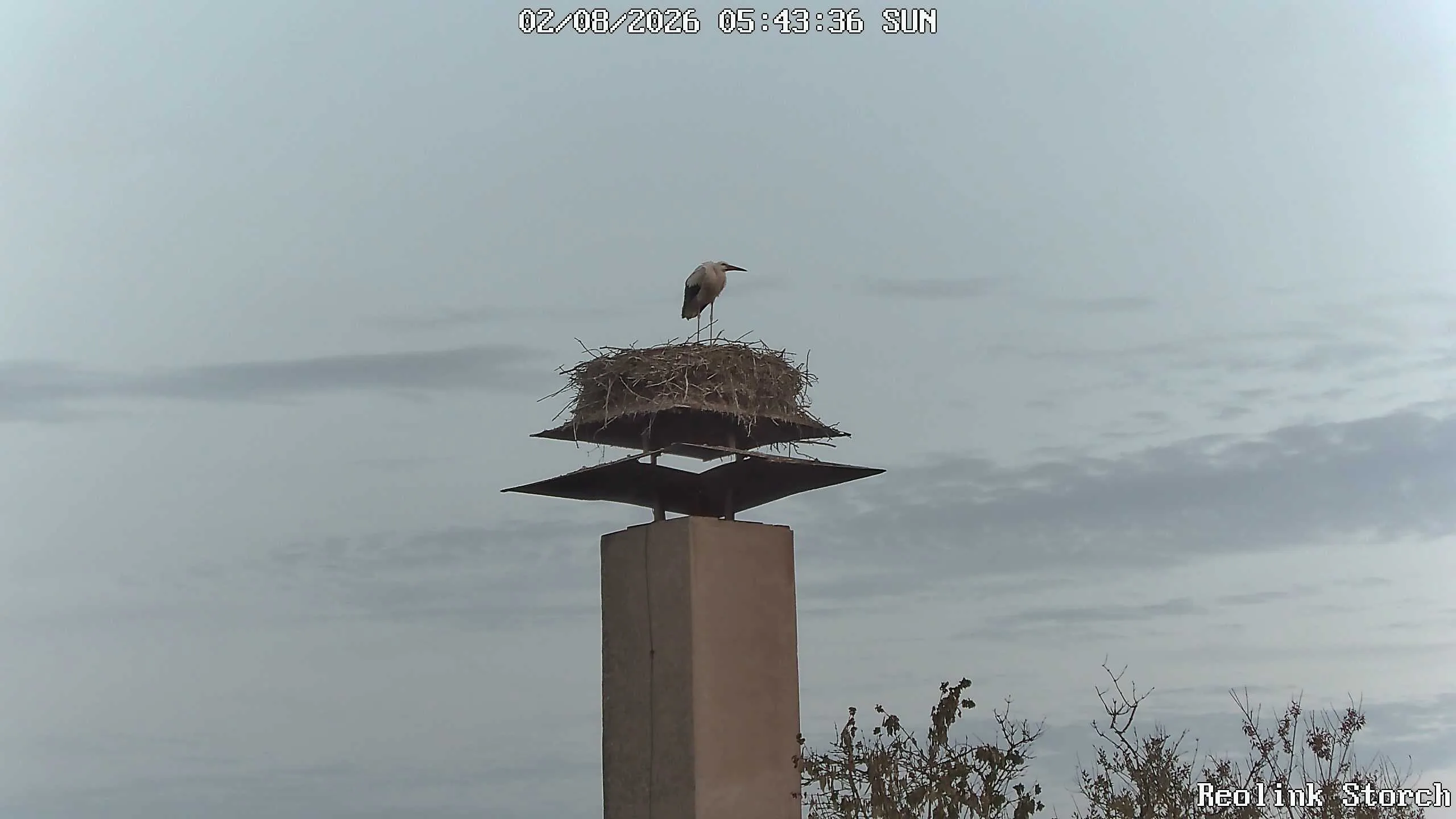 Storchencam Bild