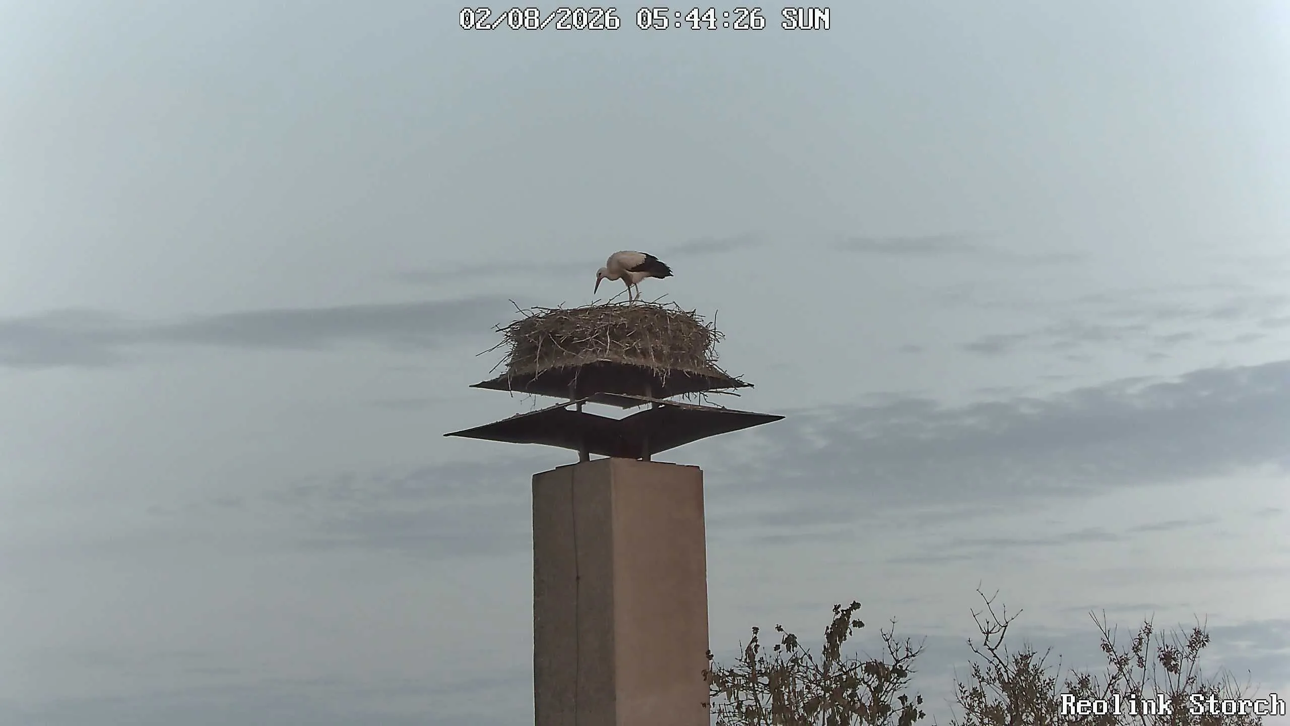 Storchencam Bild