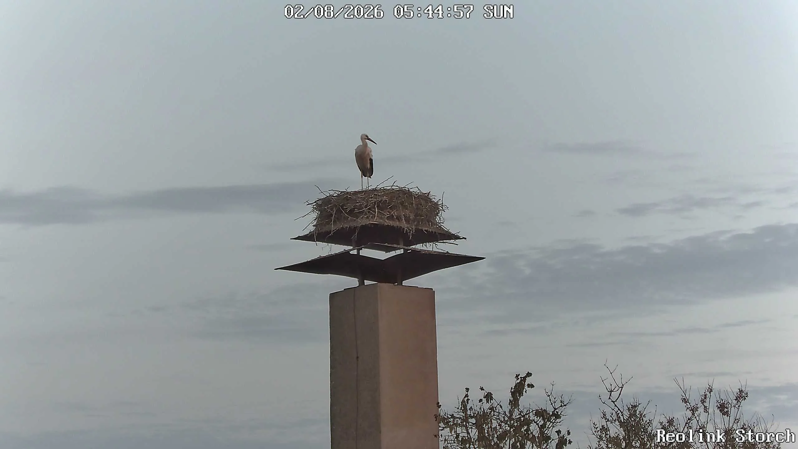 Storchencam Bild