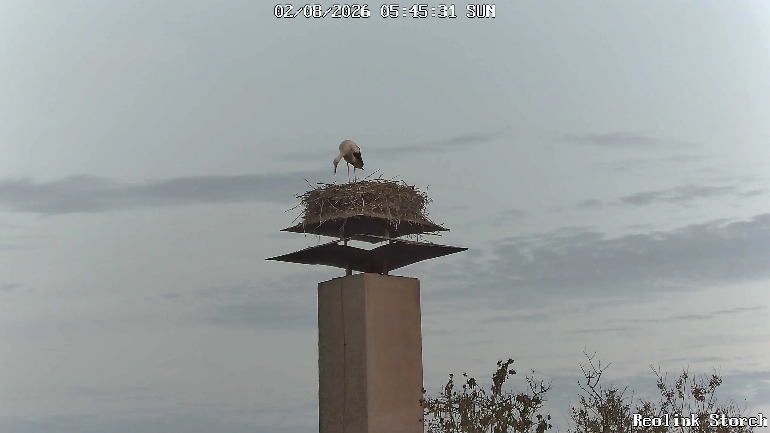 Storchencam Bild