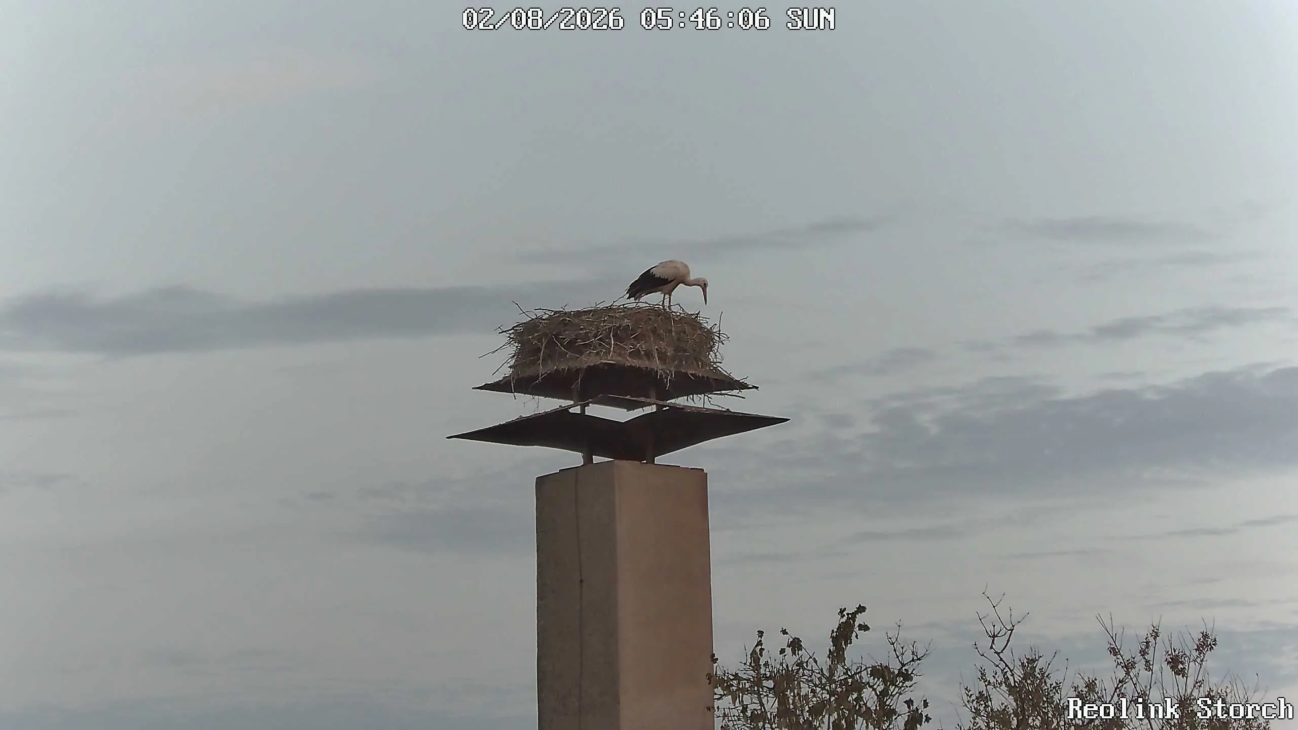 Storchencam Bild