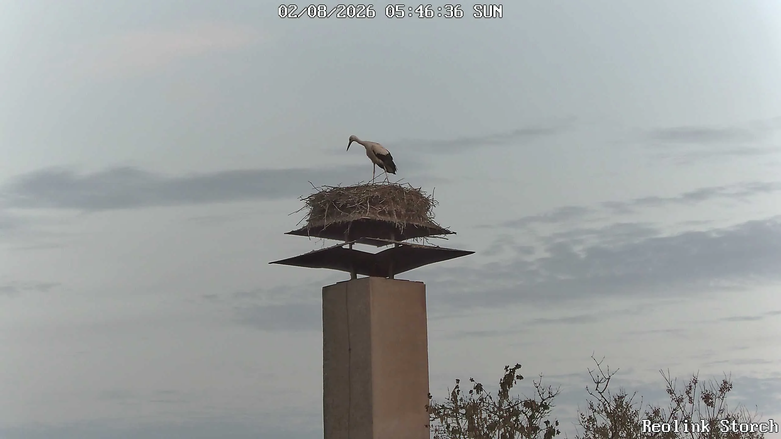 Storchencam Bild