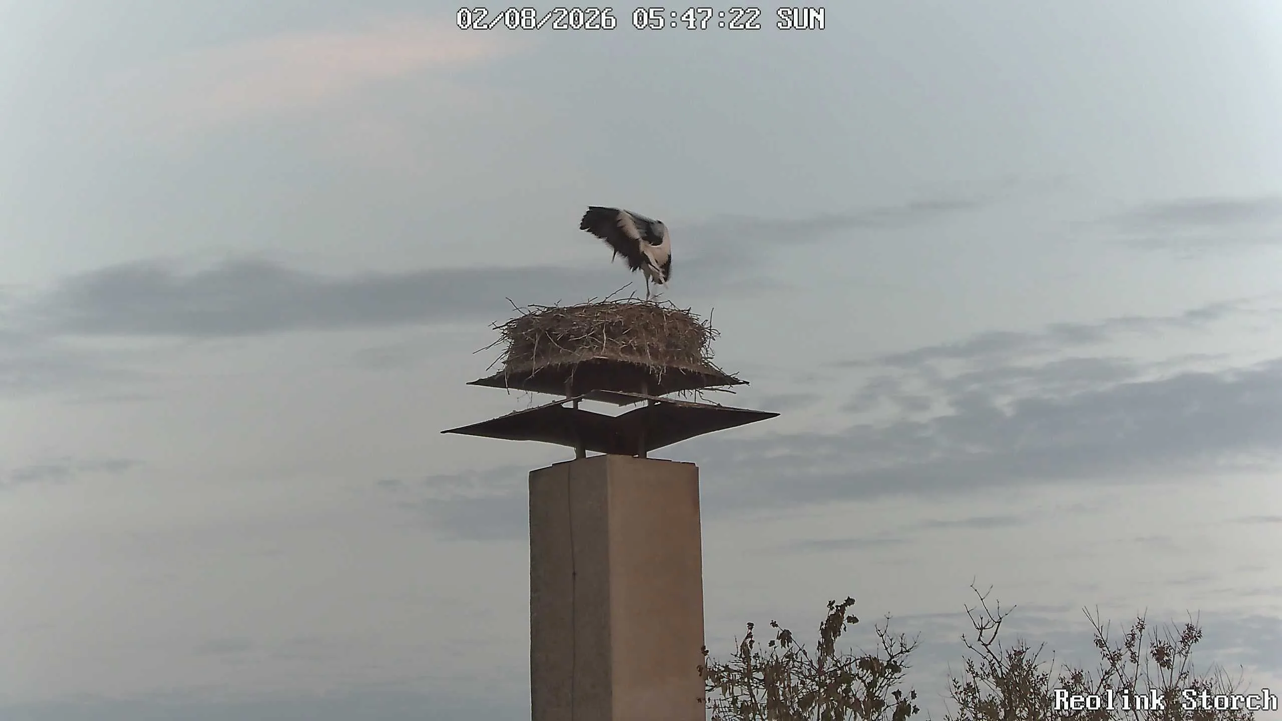 Storchencam Bild