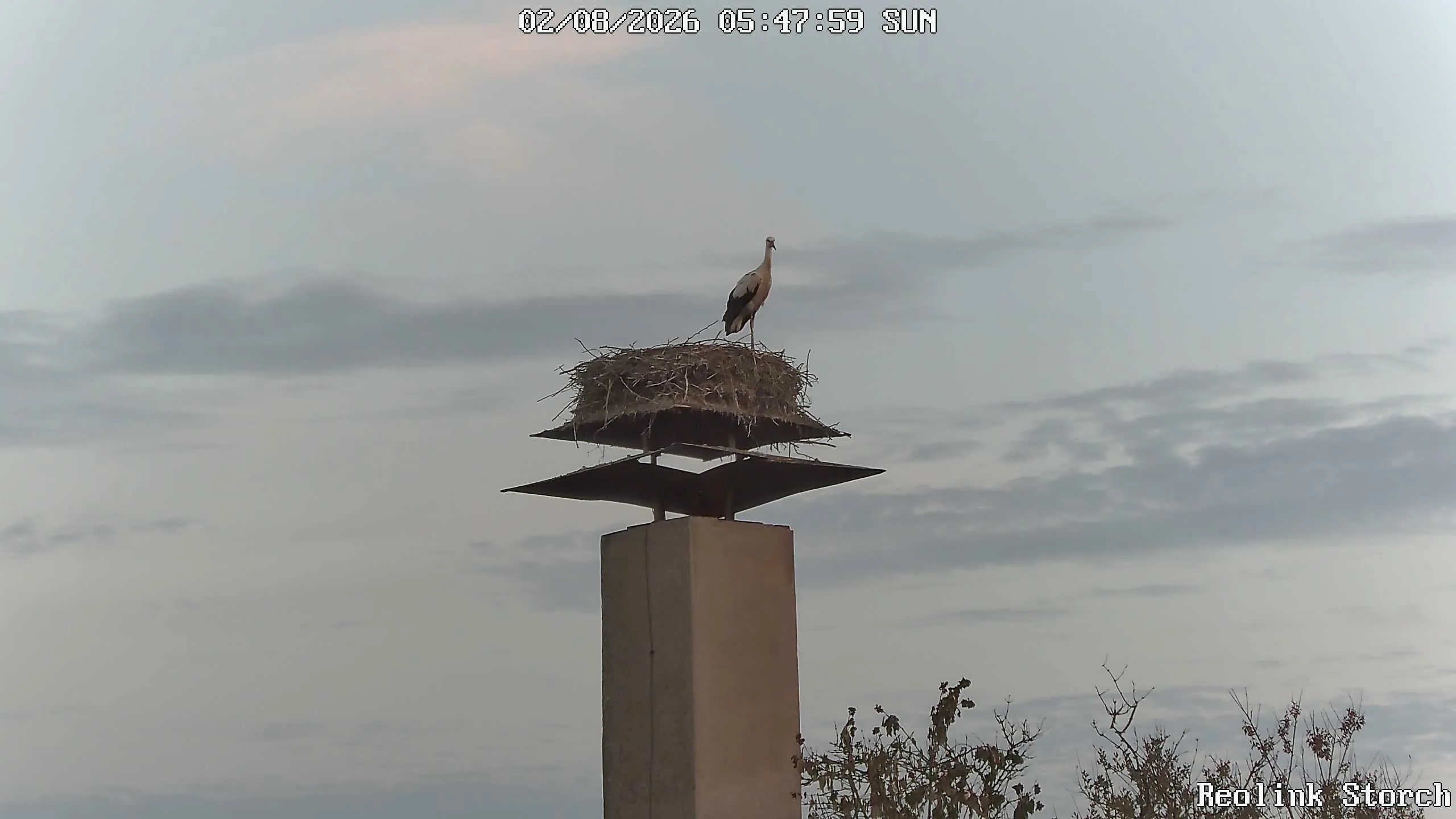Storchencam Bild