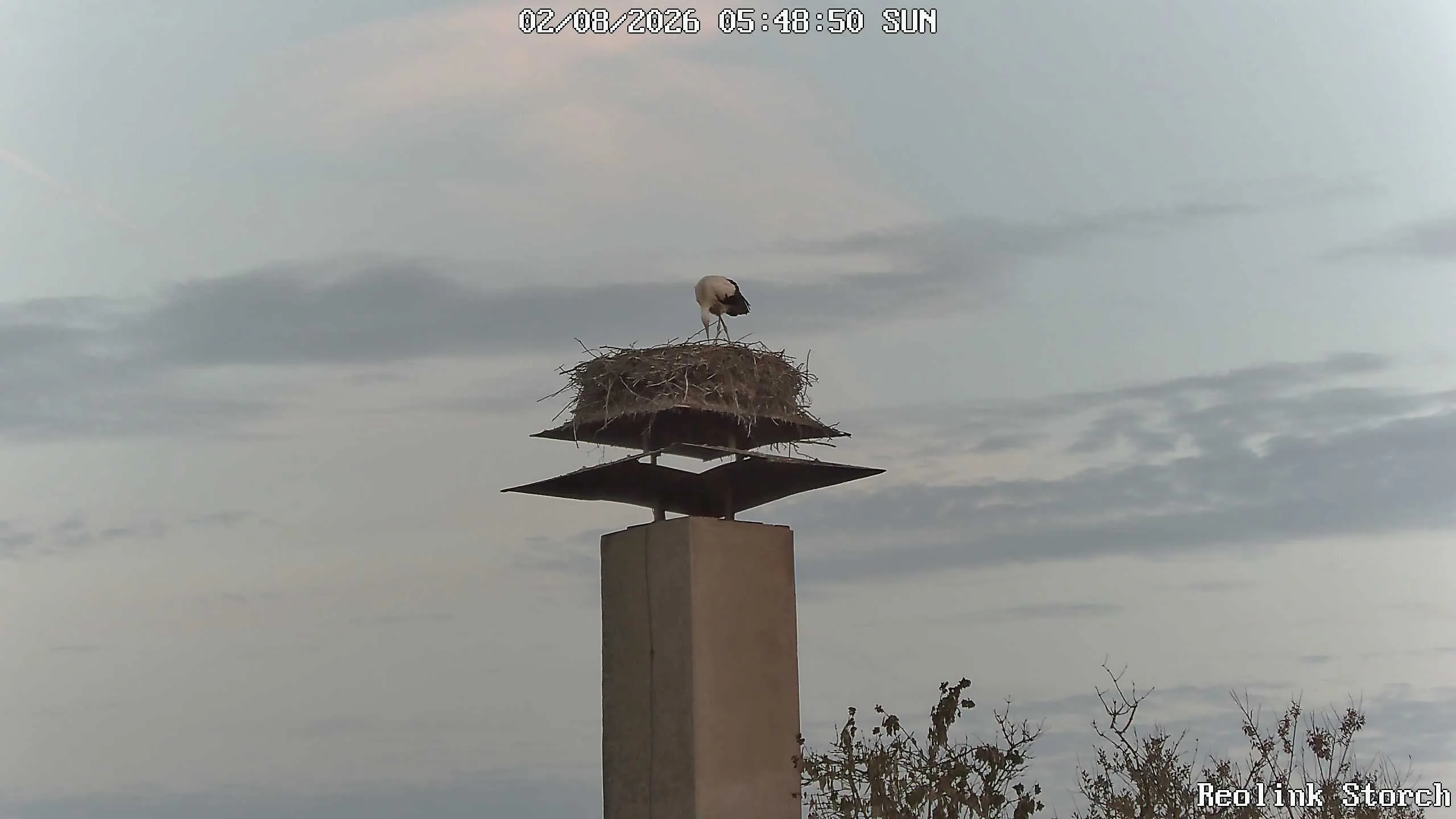 Storchencam Bild