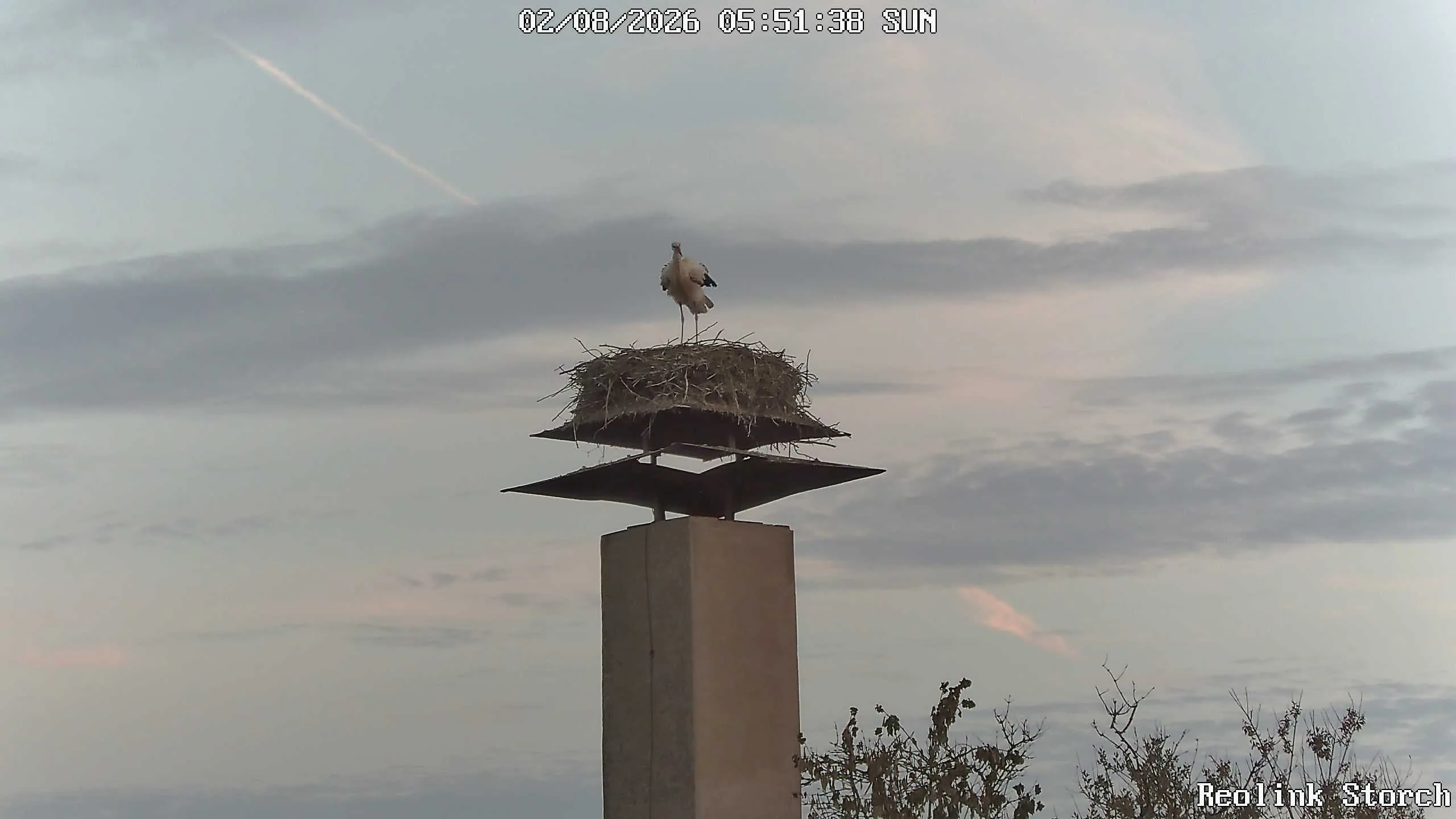 Storchencam Bild