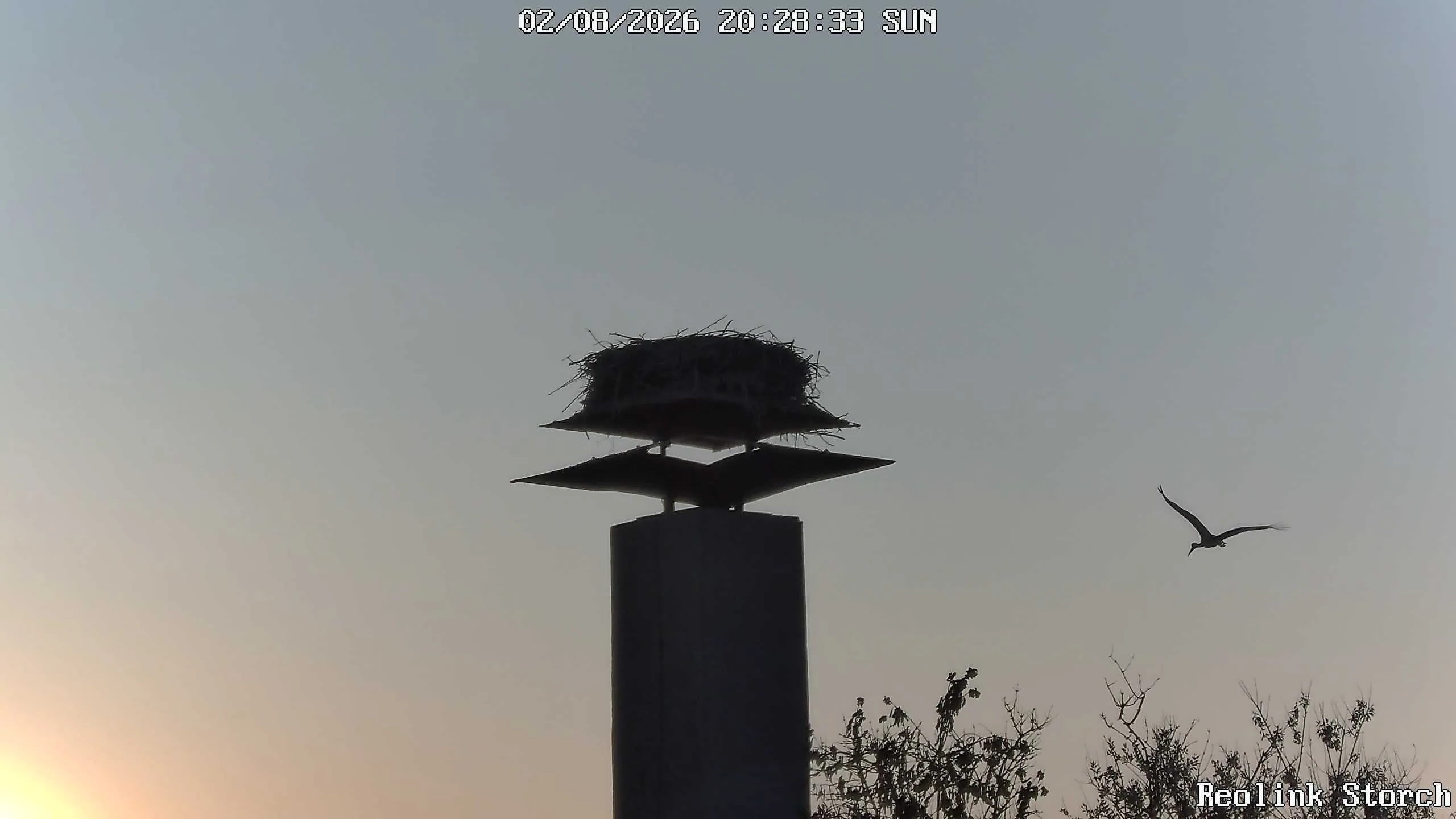Storchencam Bild