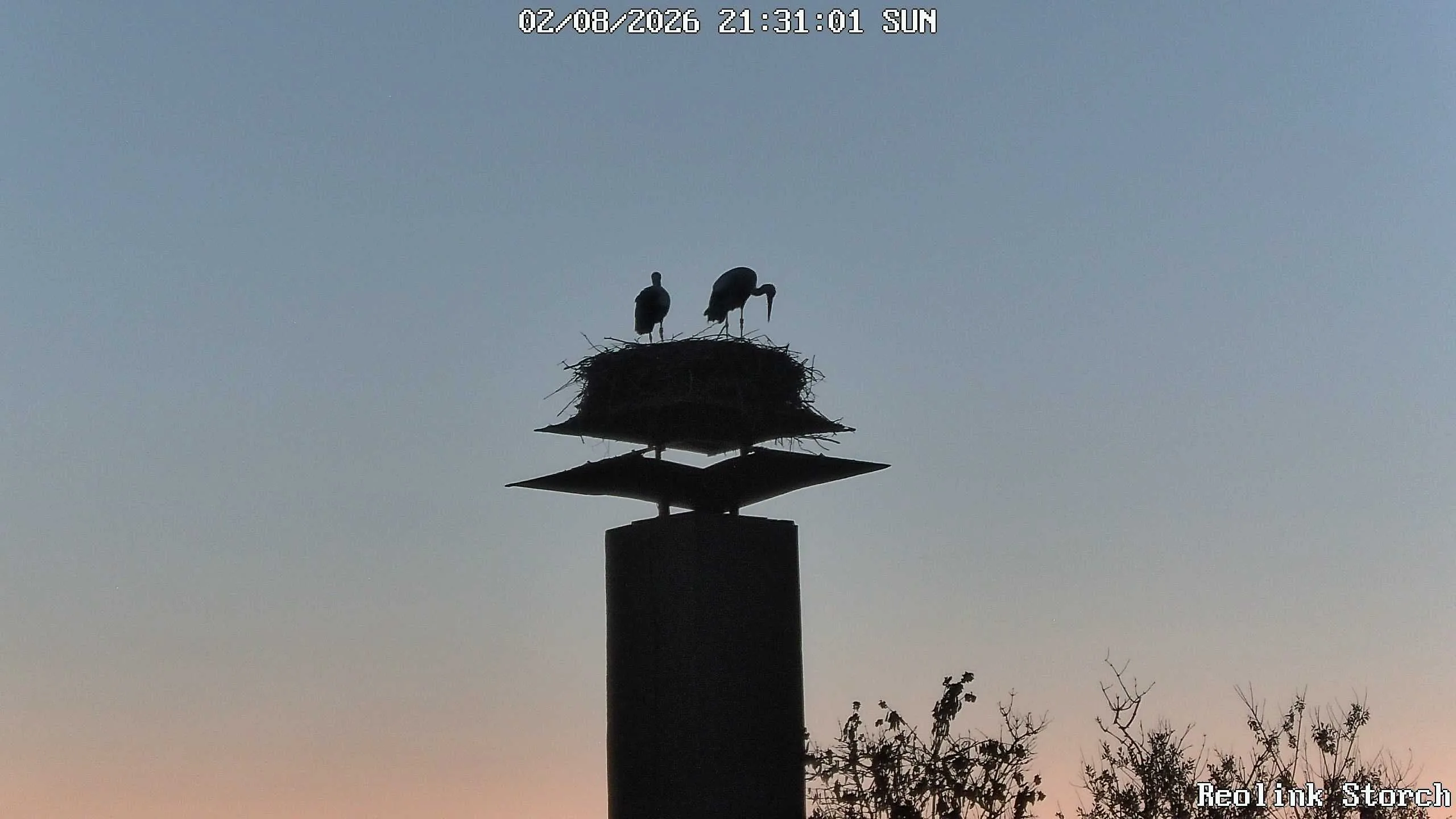 Storchencam Bild