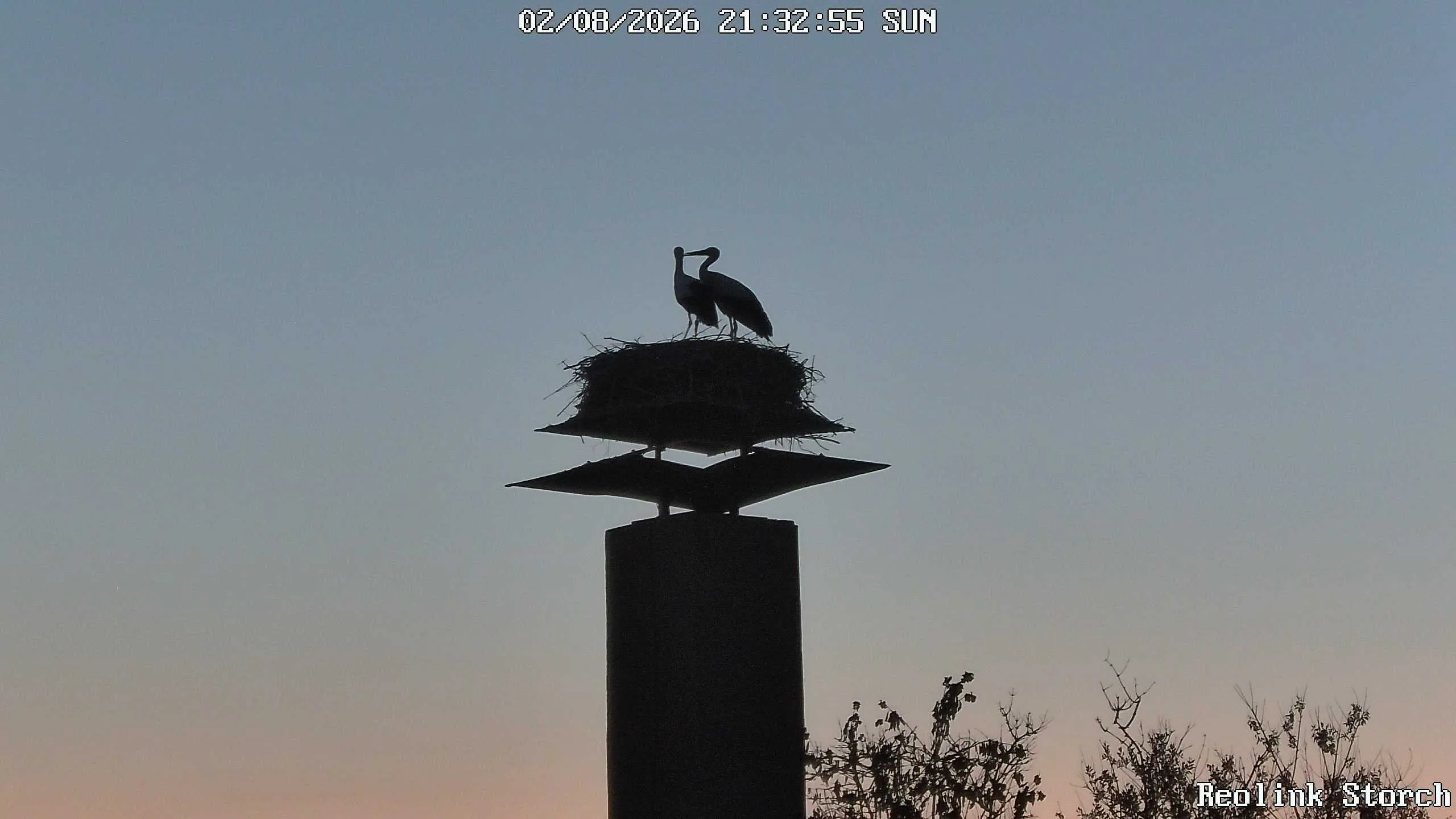 Storchencam Bild