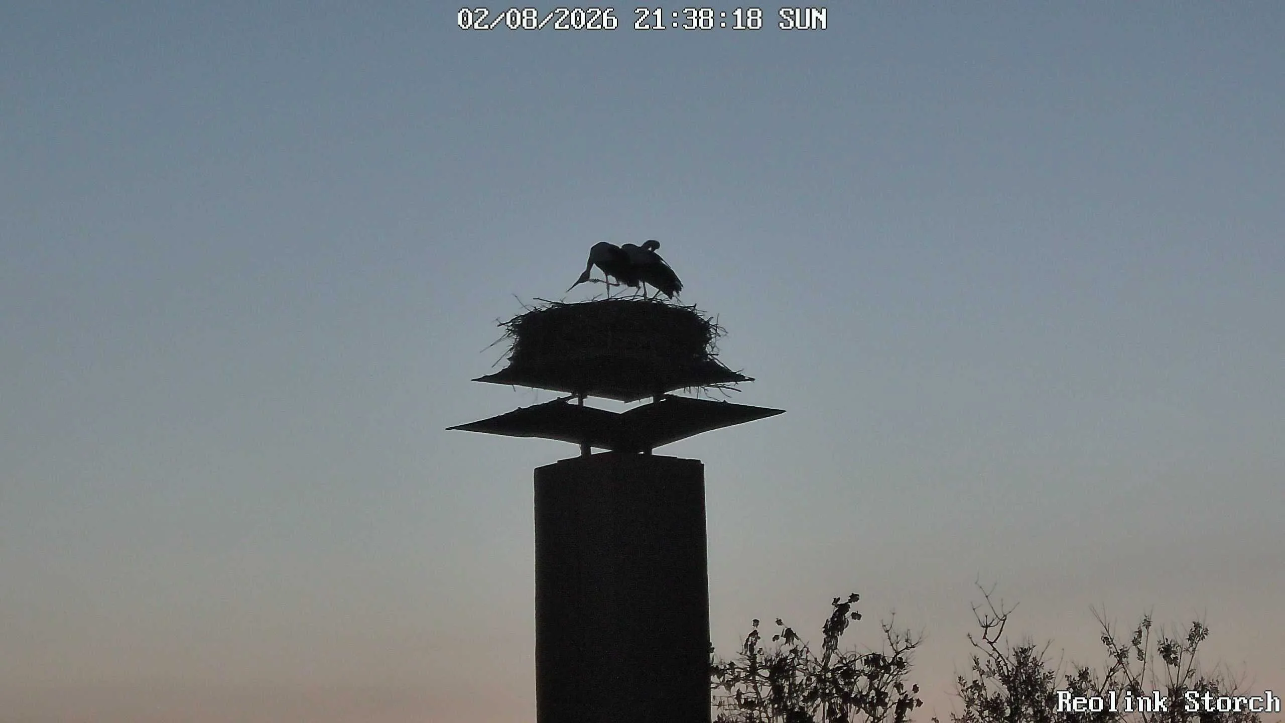 Storchencam Bild