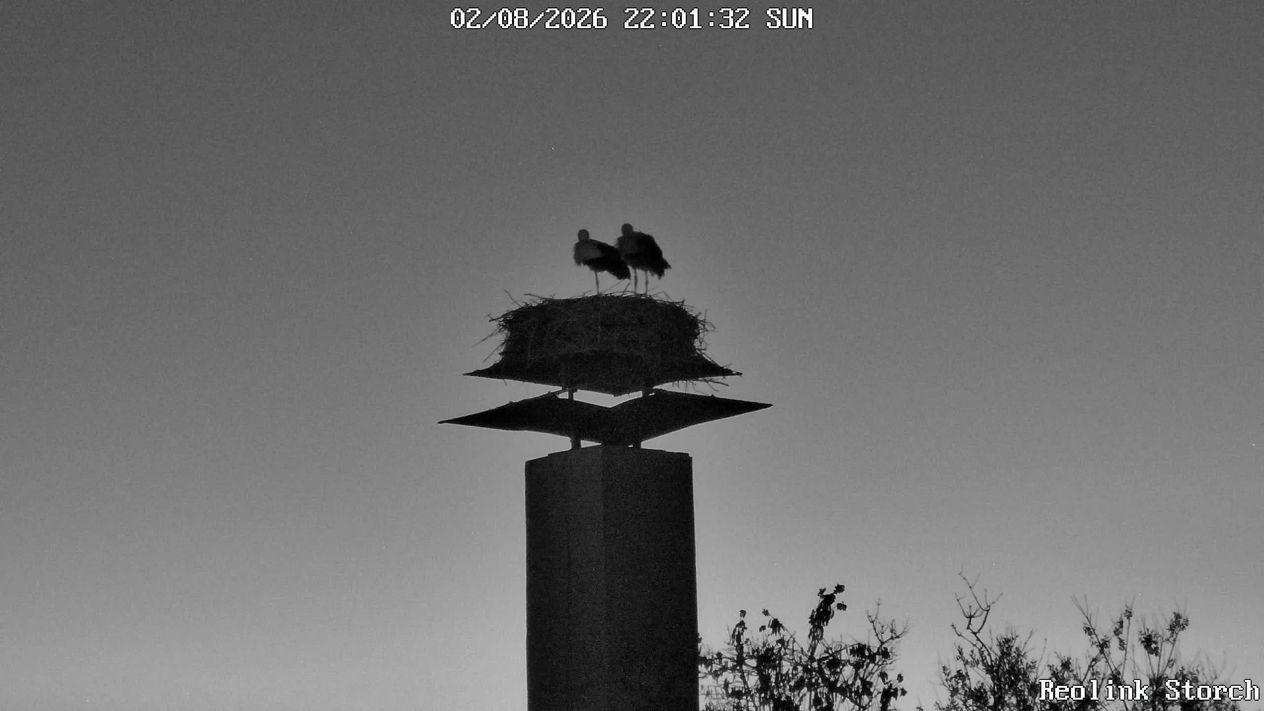 Storchencam Bild