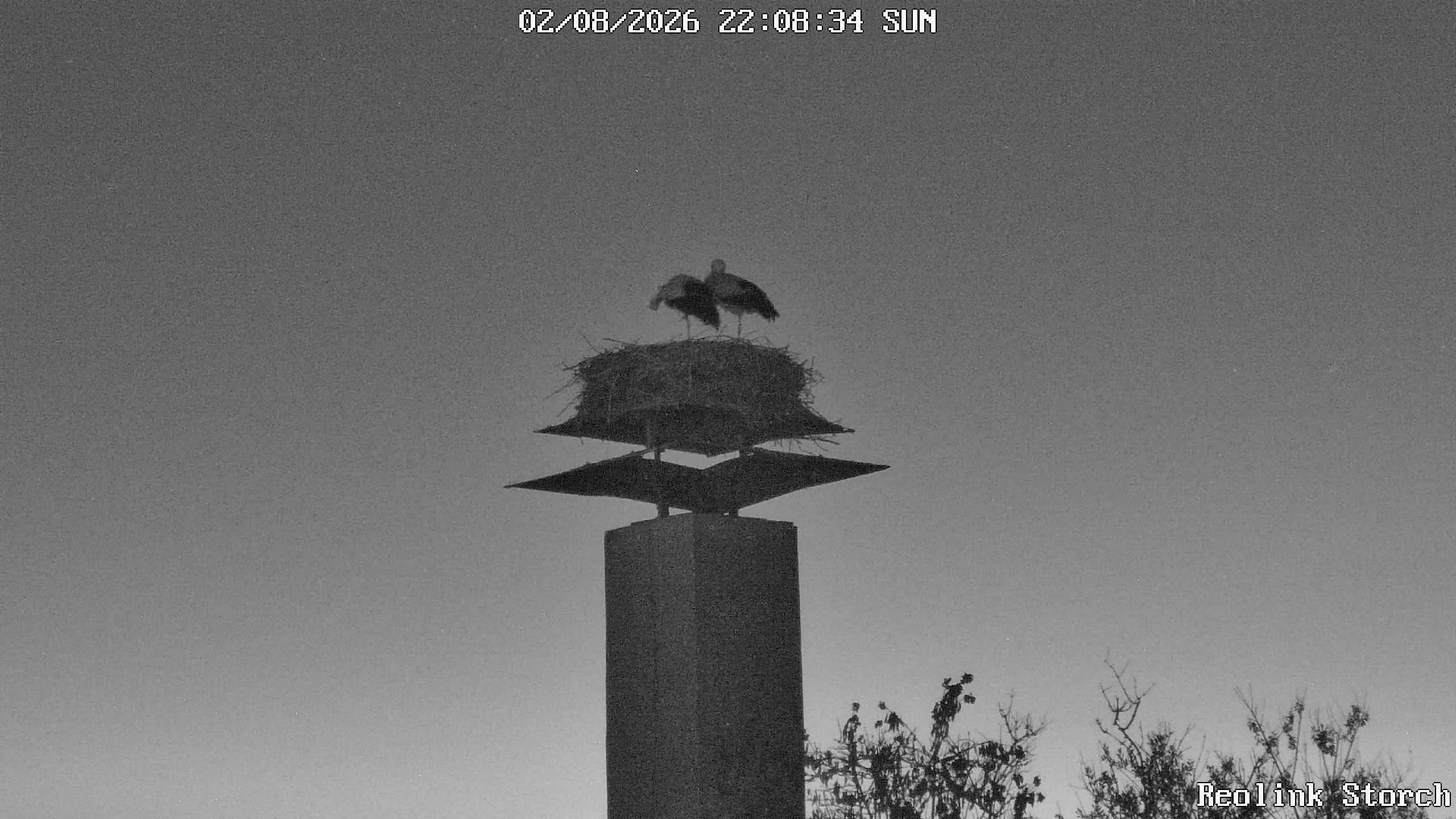 Storchencam Bild
