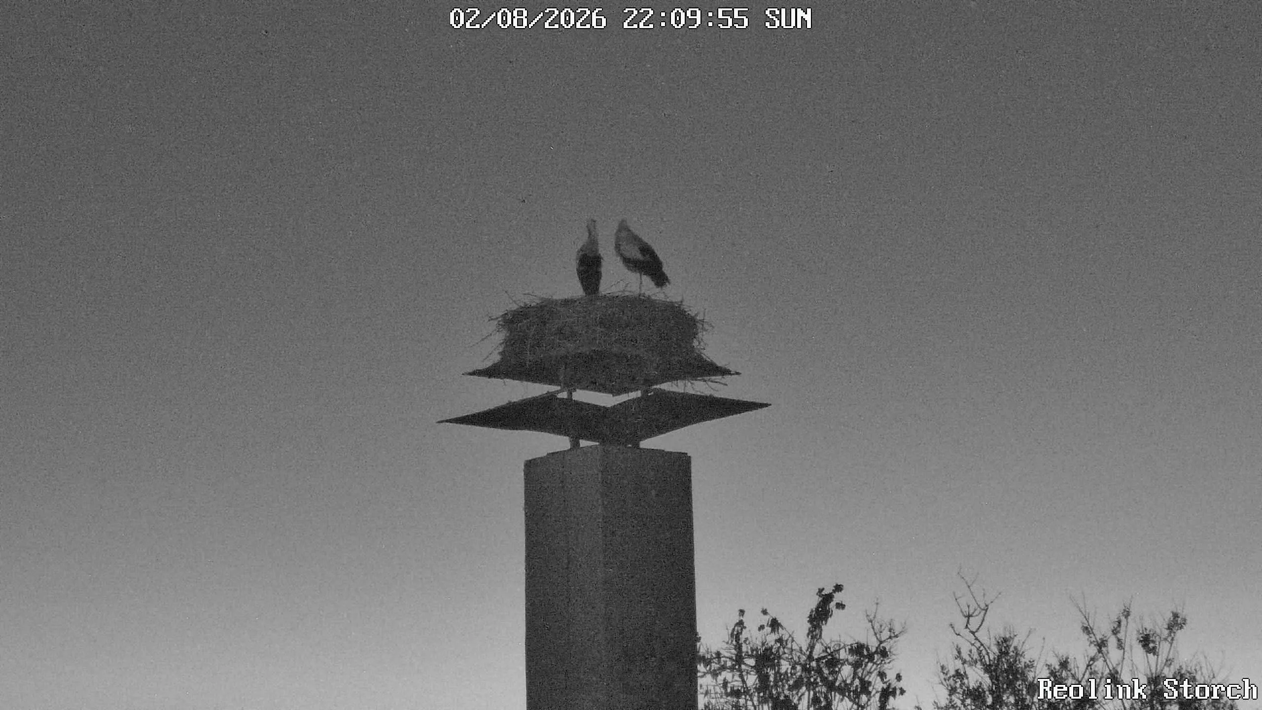 Storchencam Bild