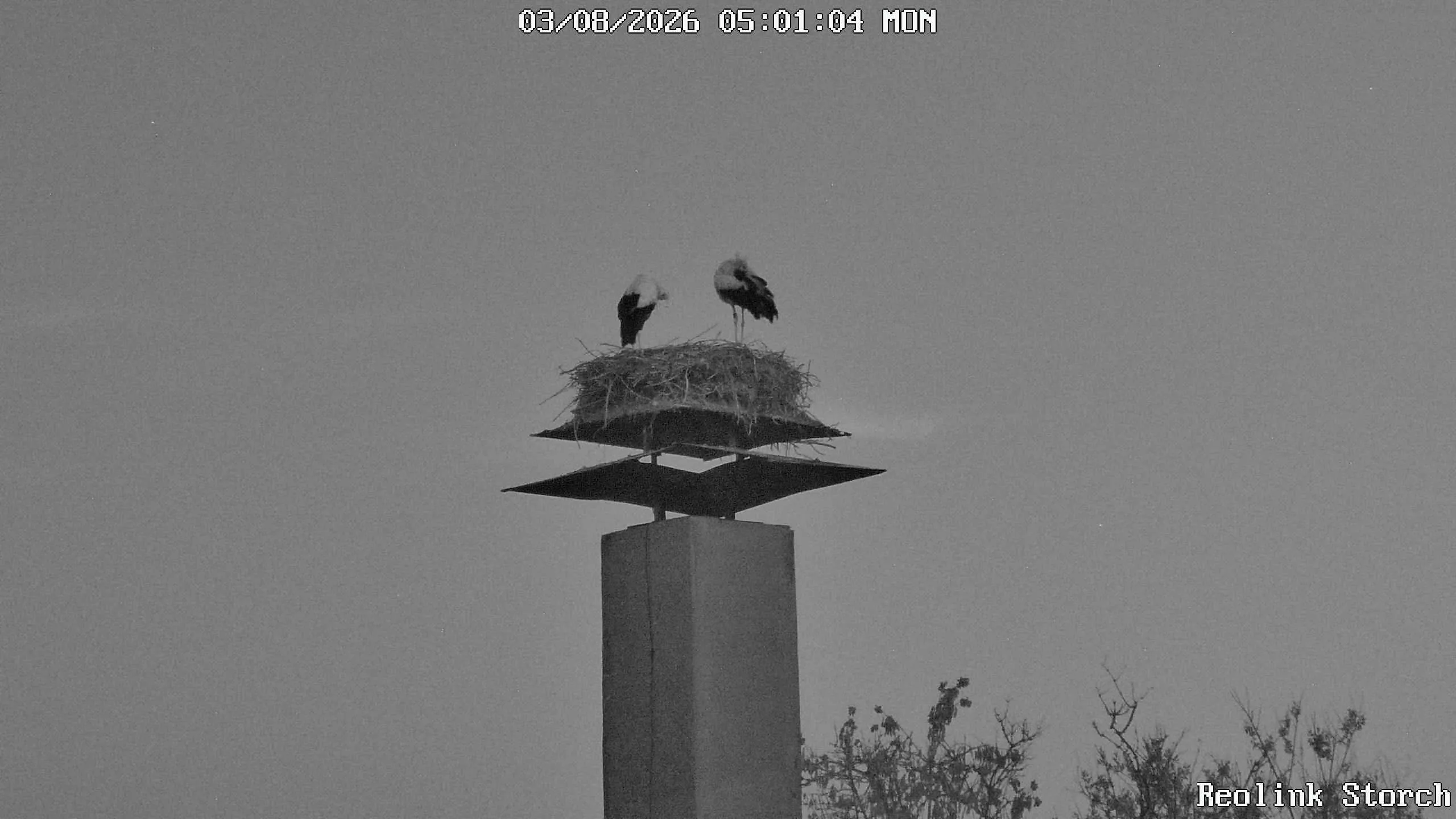 Storchencam Bild