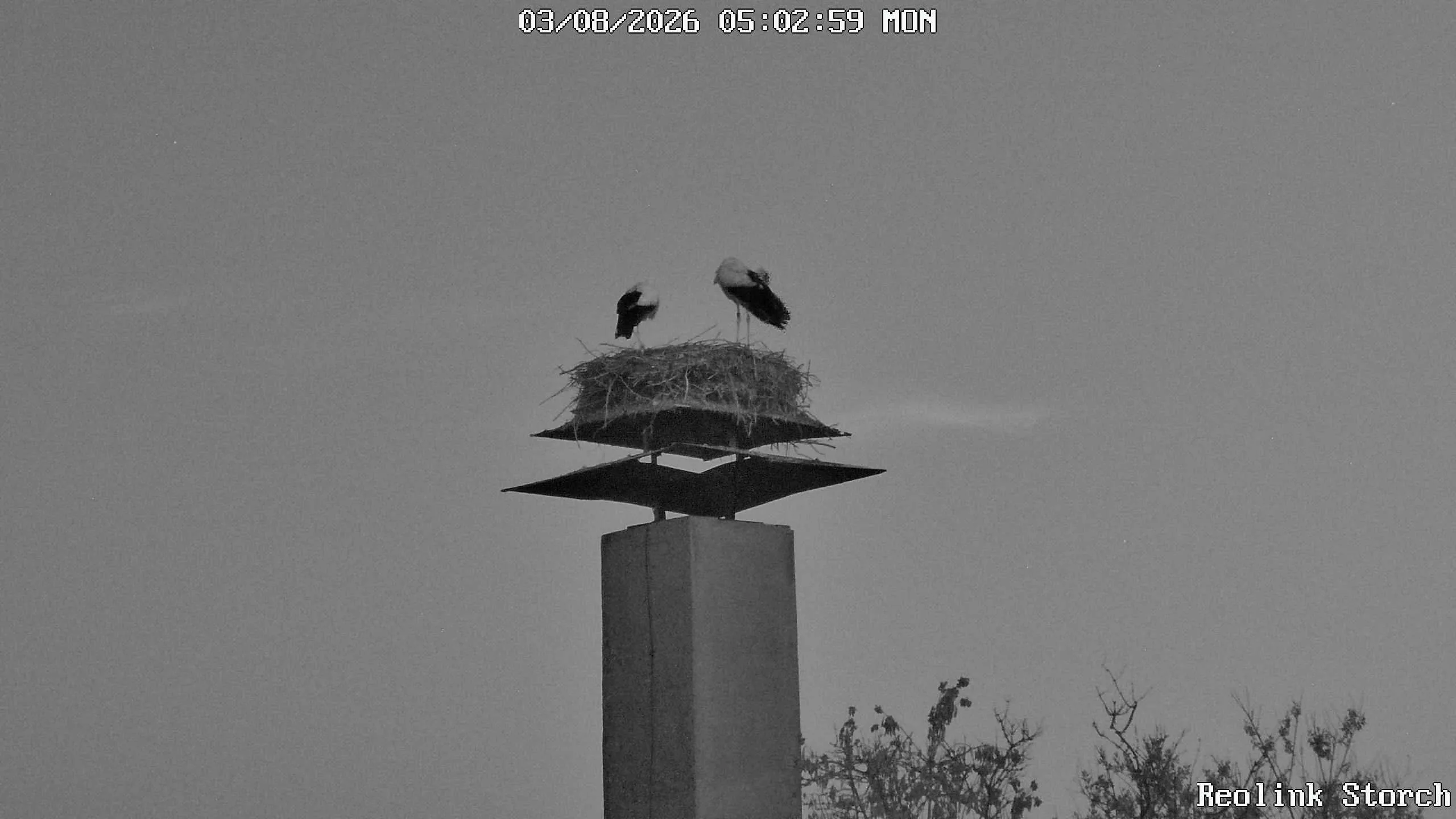 Storchencam Bild