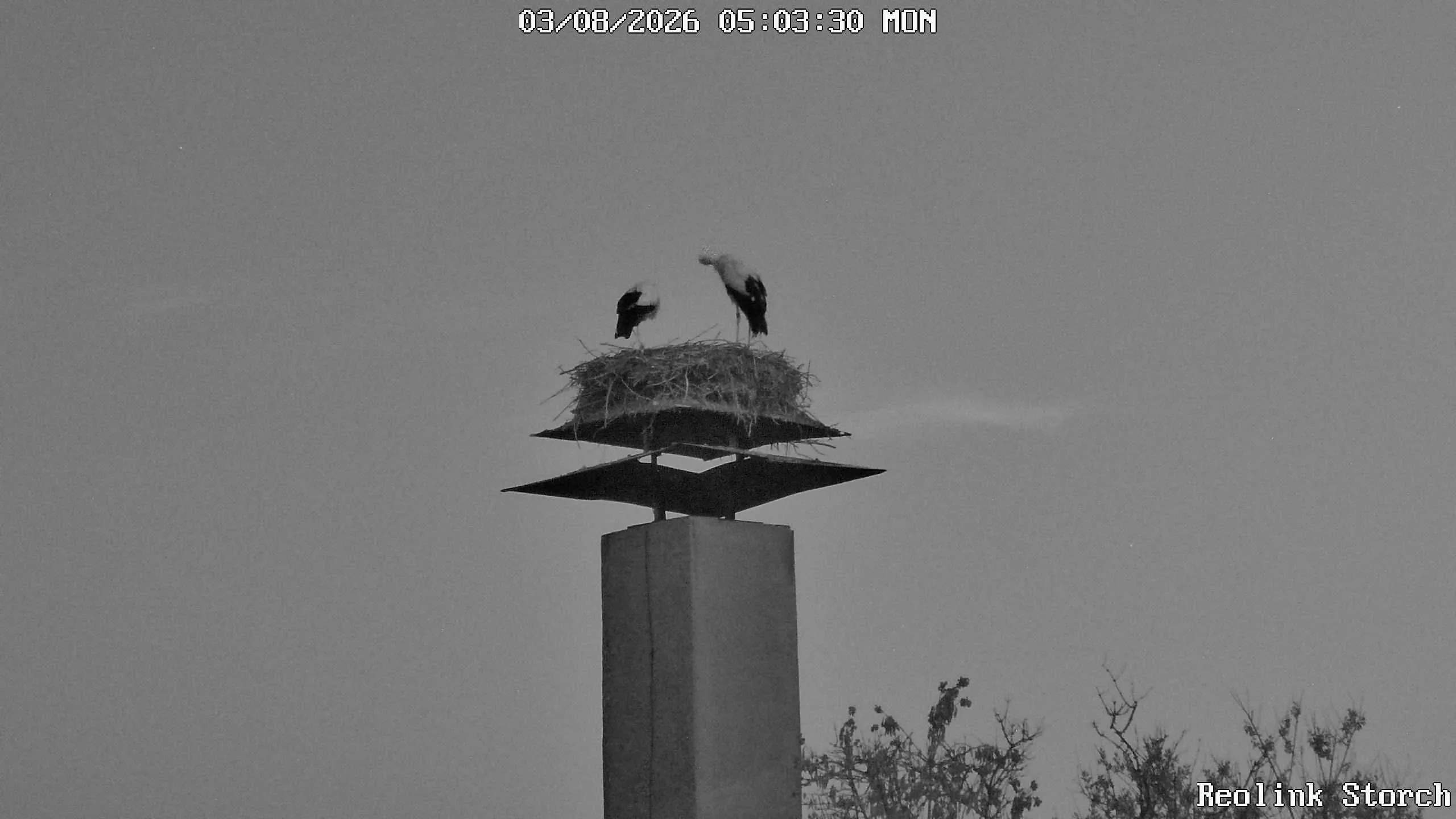 Storchencam Bild